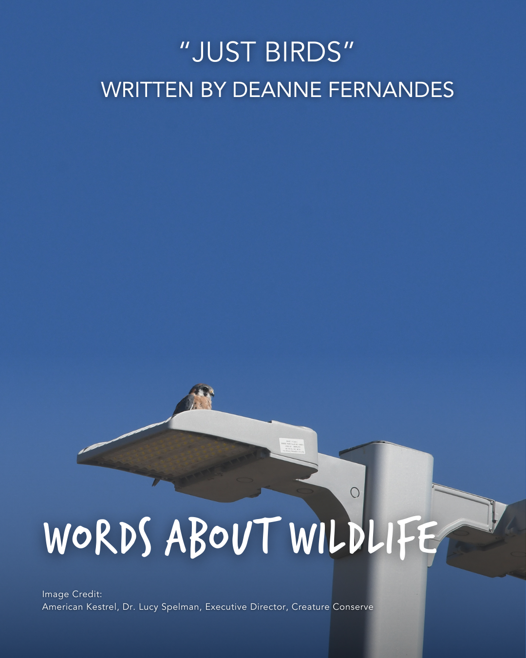 1DeanneFernandes_JustBirds_WildlifeSpotlight.png