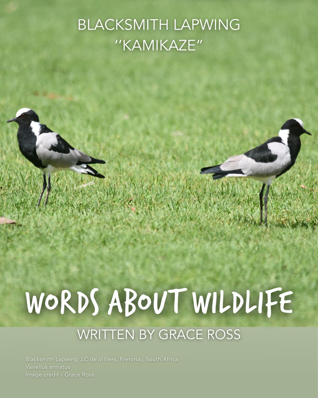 1.GraceRoss_BlacksmithLapwing.png