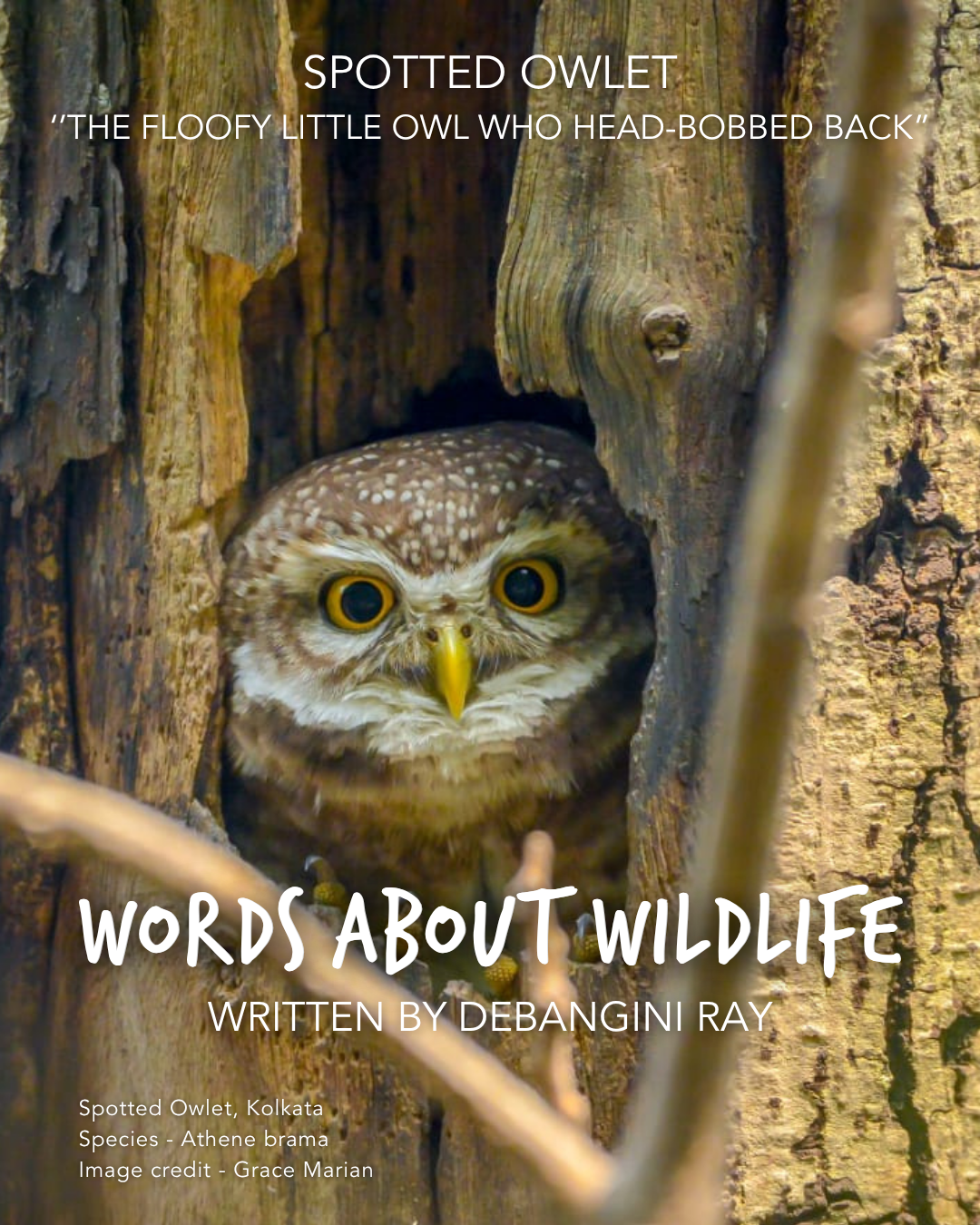 1.DebanginiRay_SpottedOwlet.png