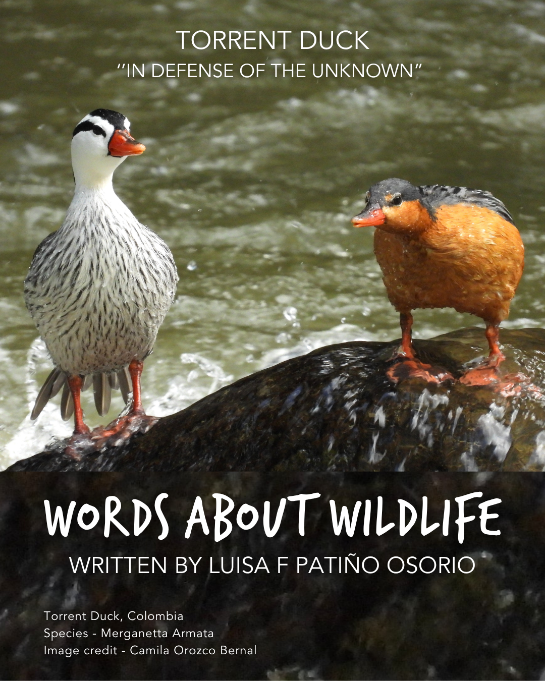 1.Luisa F Patino Osorio_TorrentDuck.png