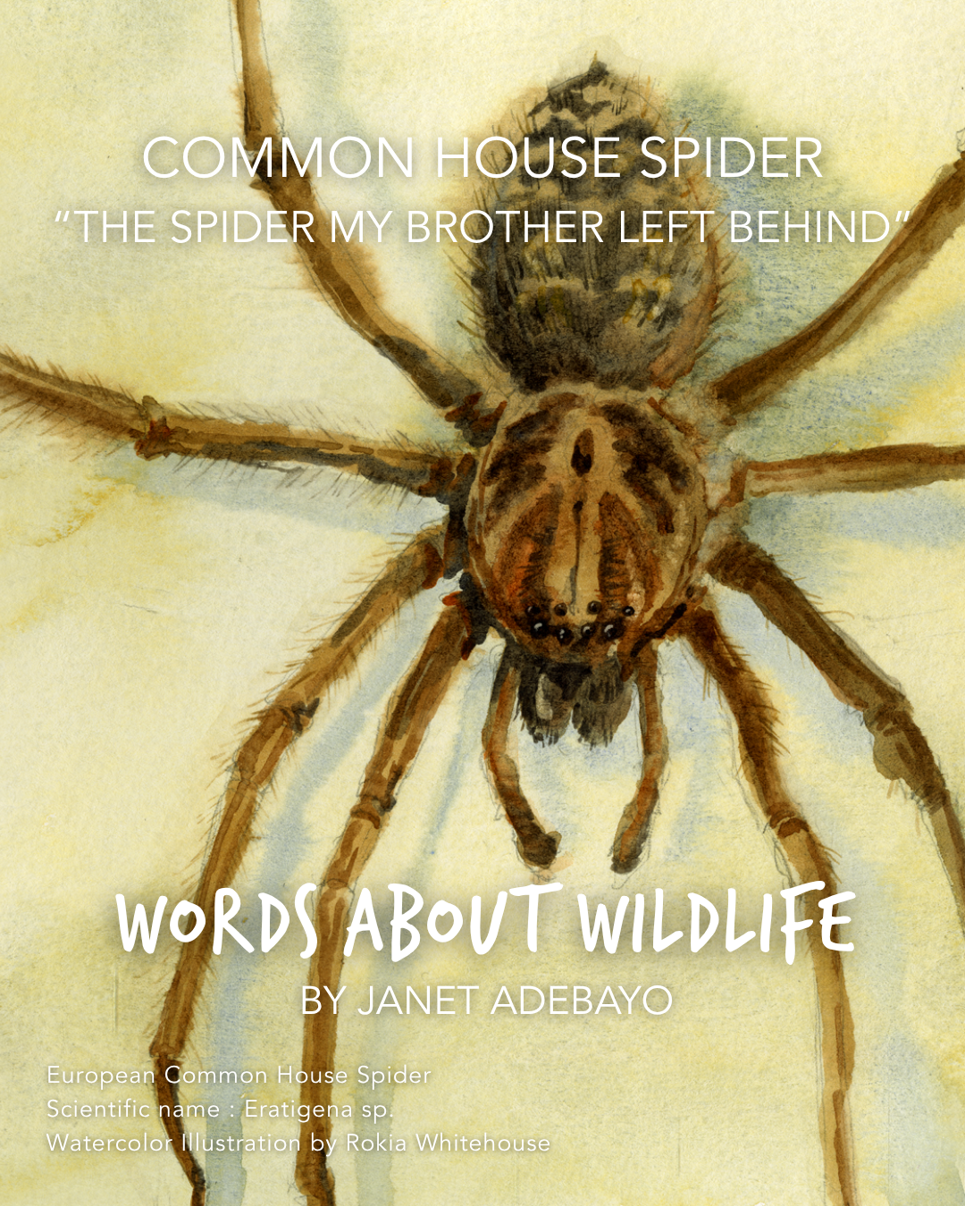 1.JanetAdebayo_GiantHouseSpider.png
