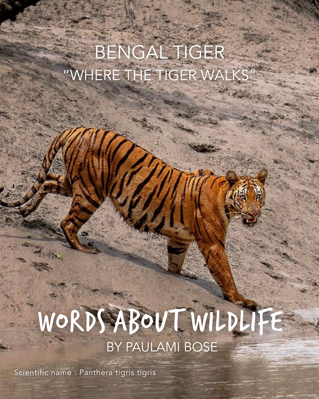 1.PaulamiBose_BengalTiger.png