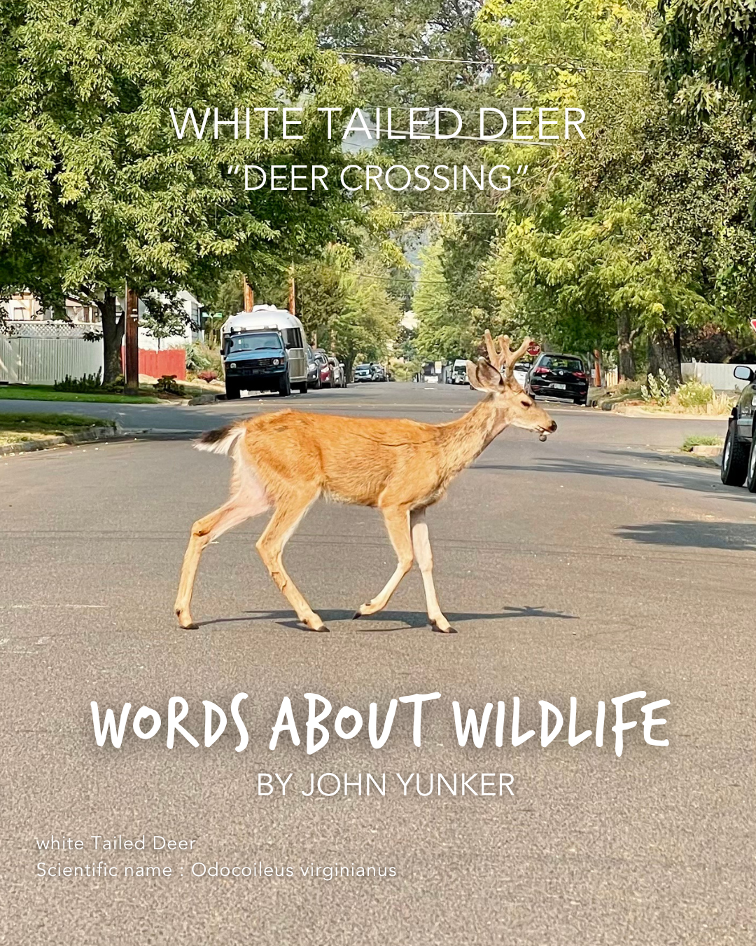 1.JohnYunker_WhiteTailedDeer.png