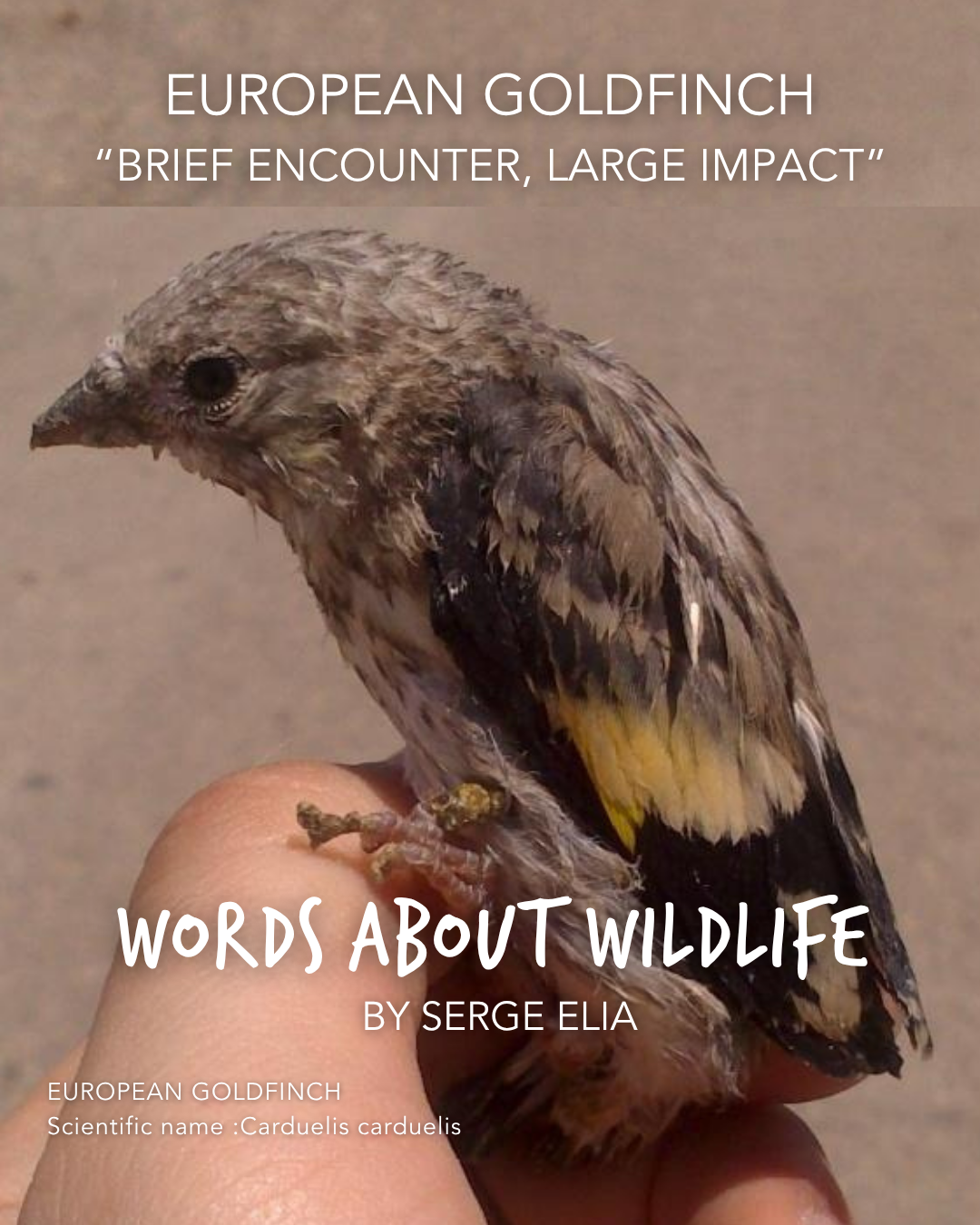 1.SergeElia_EuropeanGoldfinch.png