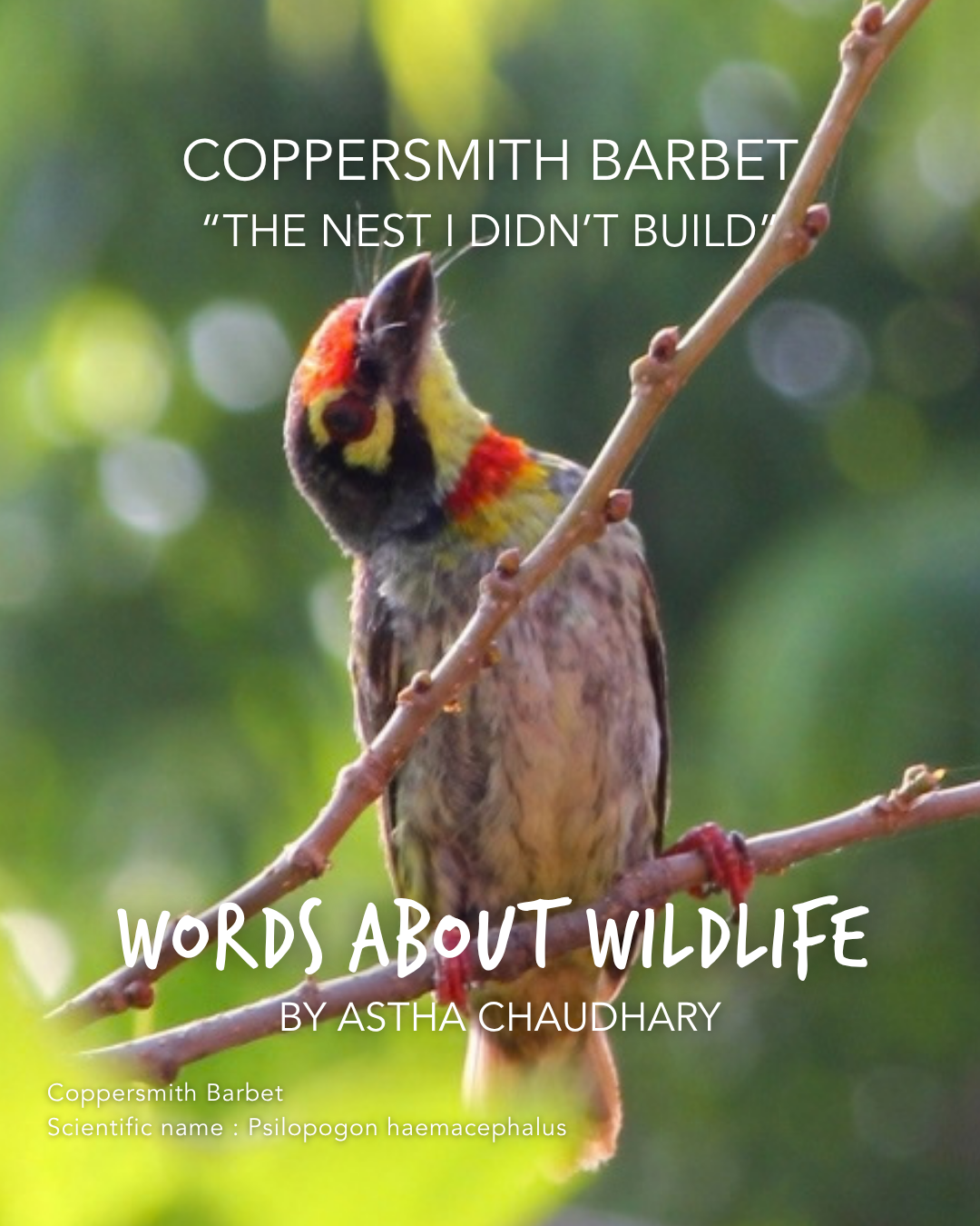 1.Coppersmithbarbet_AsthaChaudhary.png