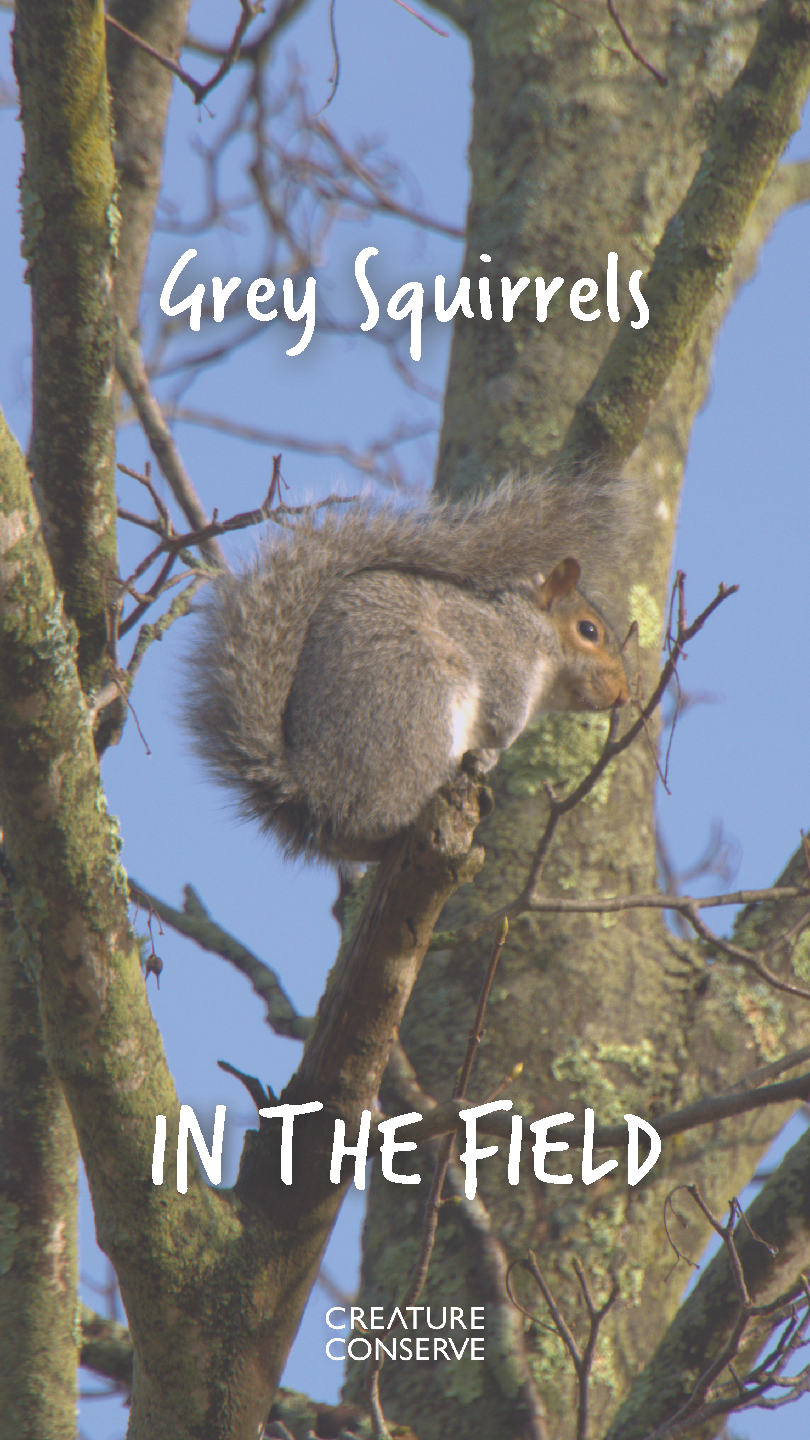 Verticalsquirrelthumbnail.png