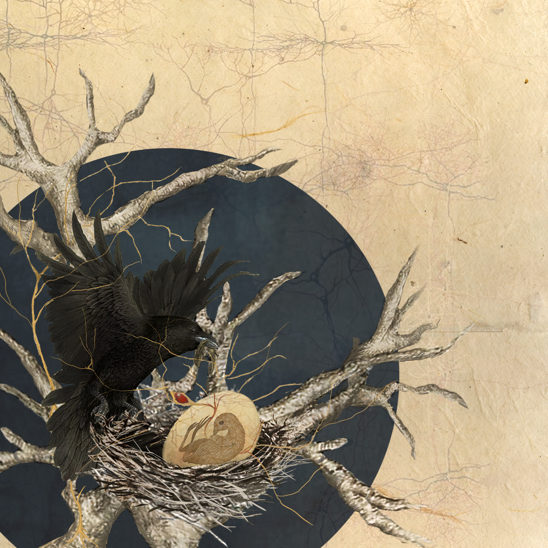 Invasive Crows Crow Conservation — Creature Conserve