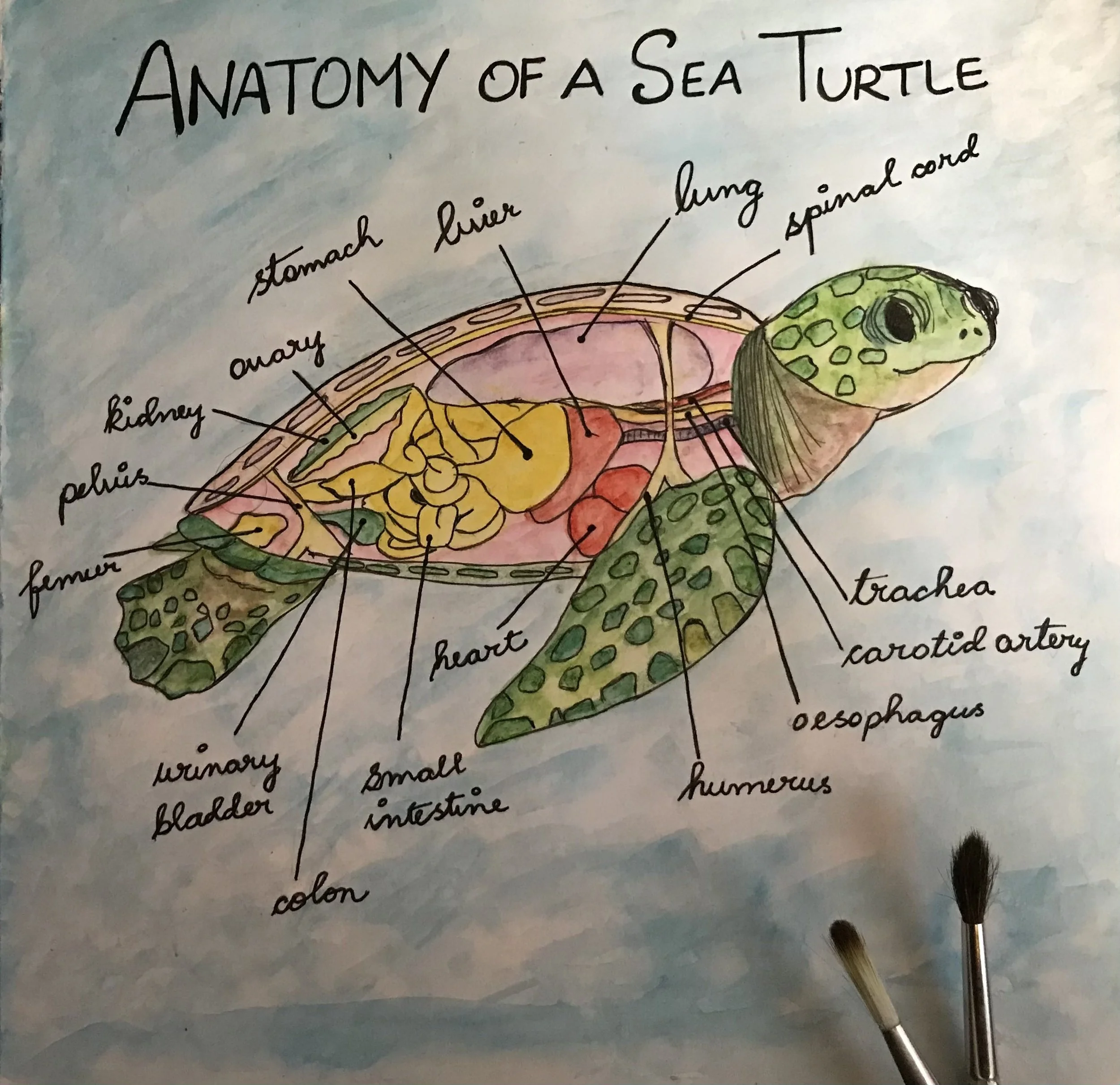 What Can You Do to Save Sea Turtles?