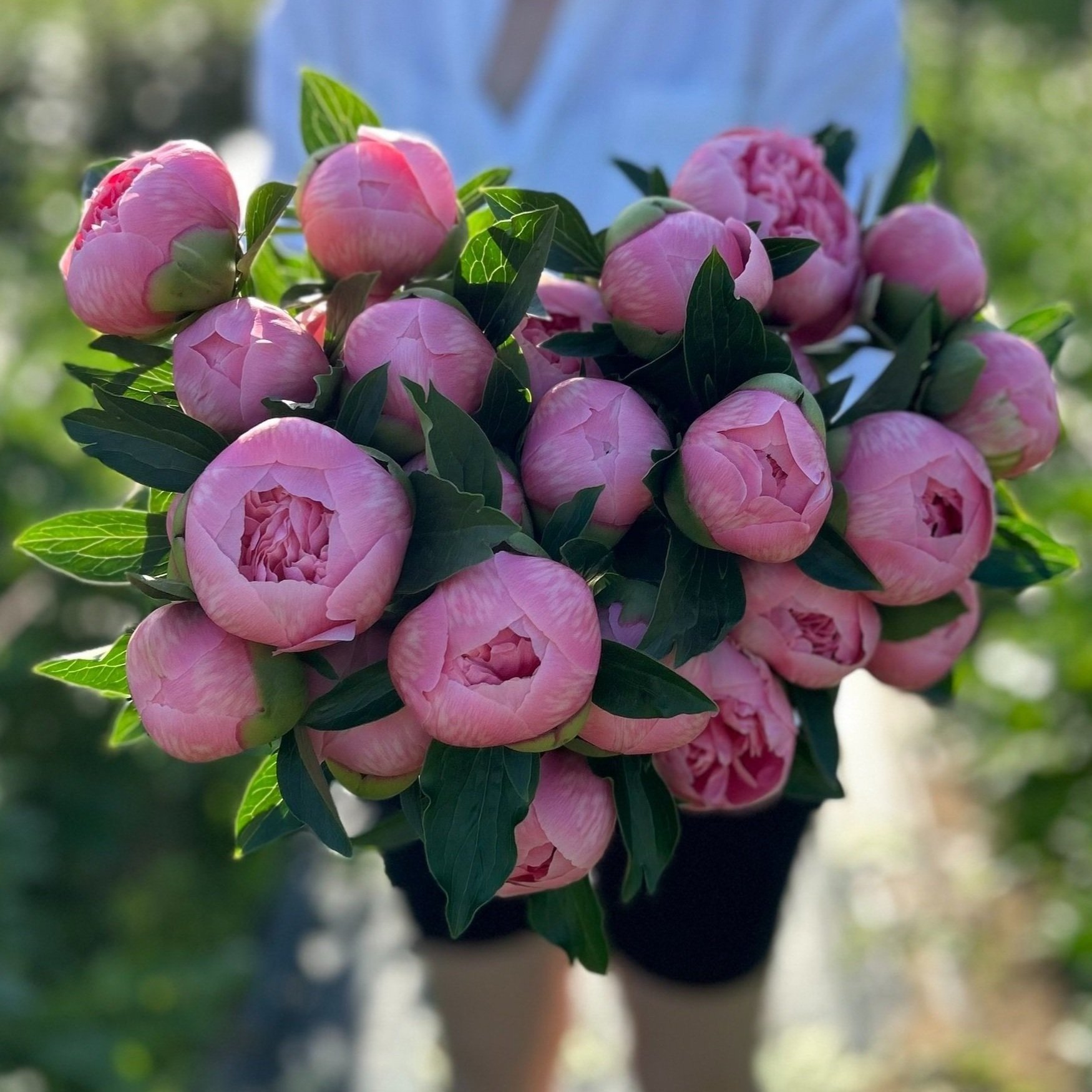 PeonyShare.jpg