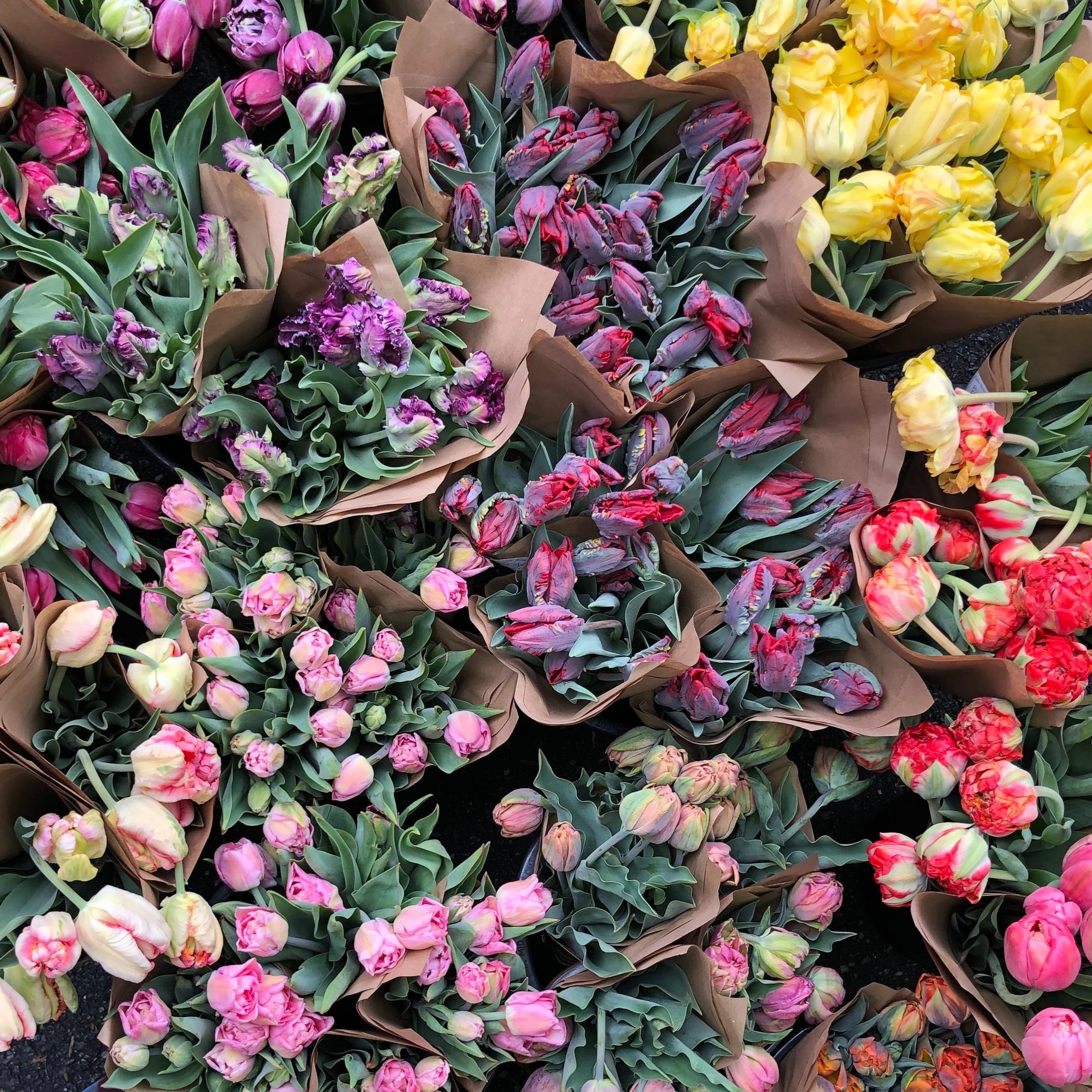 Tulips2.jpg