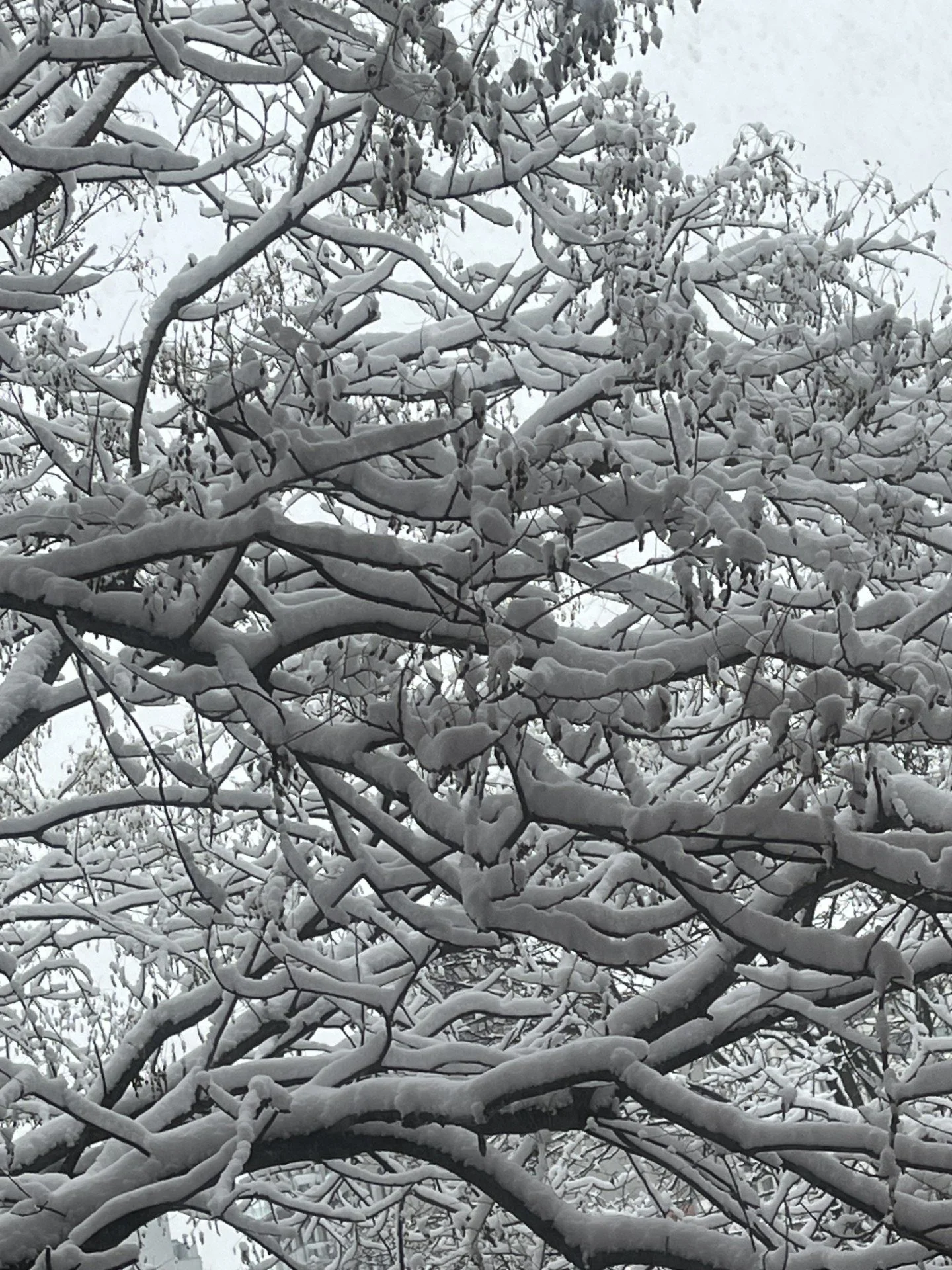 Pretty snow tree 12-31-2025.jpg