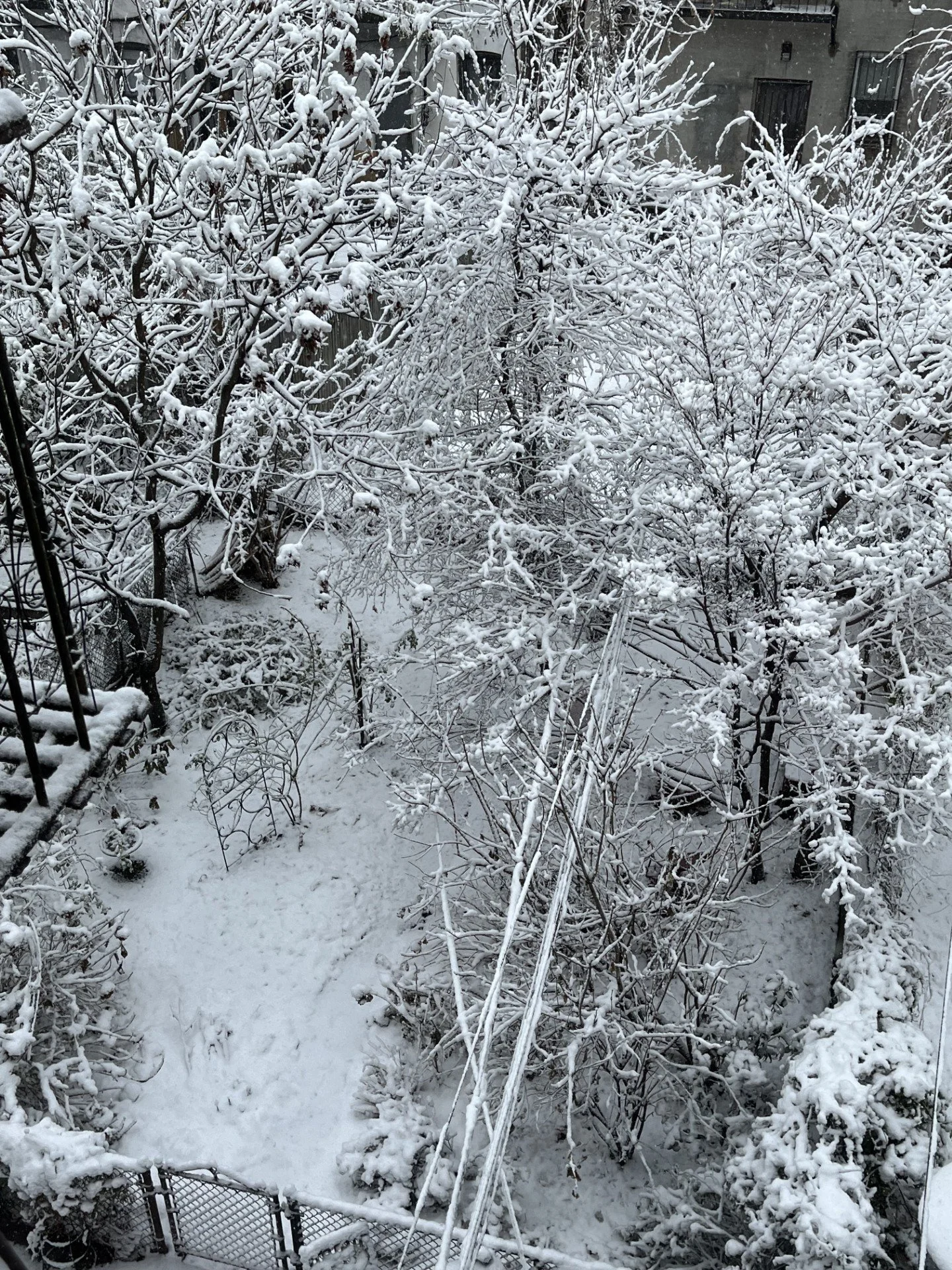 Snowy garden pic 12-31-2025.jpg