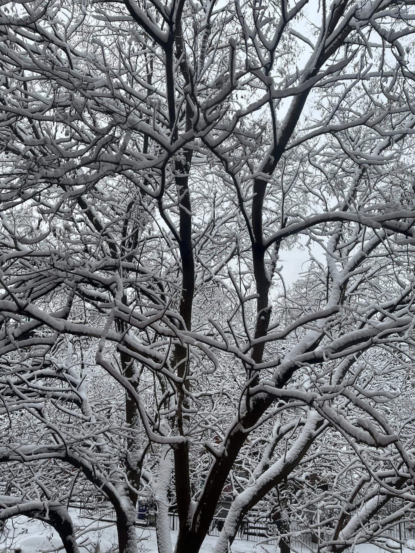 Big snow tree 12-31-2025.jpg