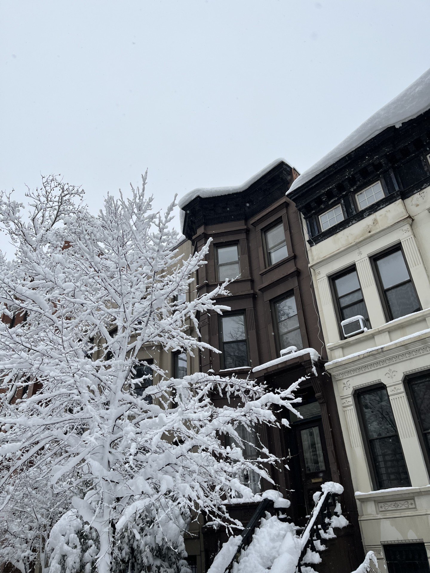 magical snow trees 02-2026.jpg