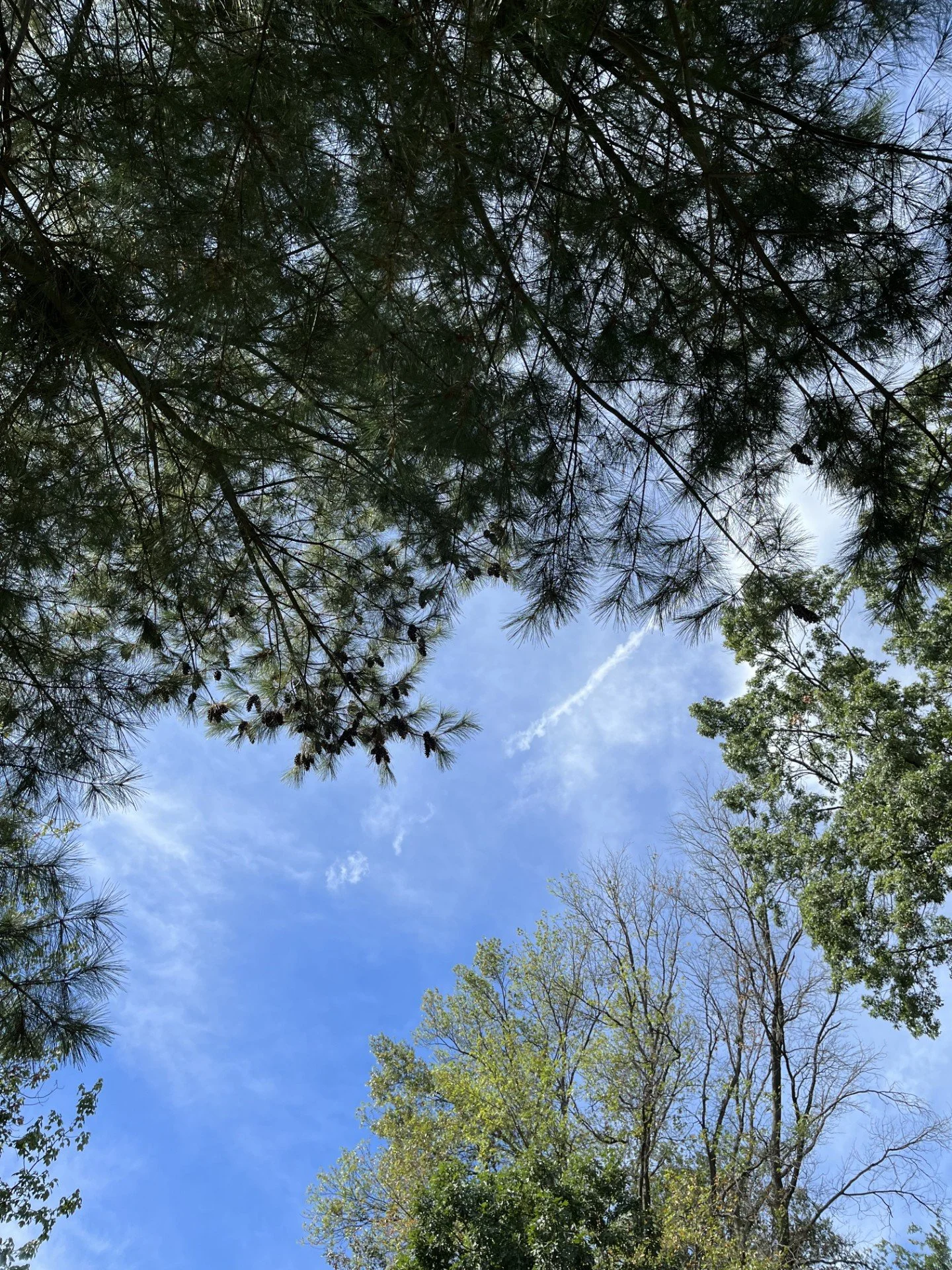 Piney 2024 for website.jpg