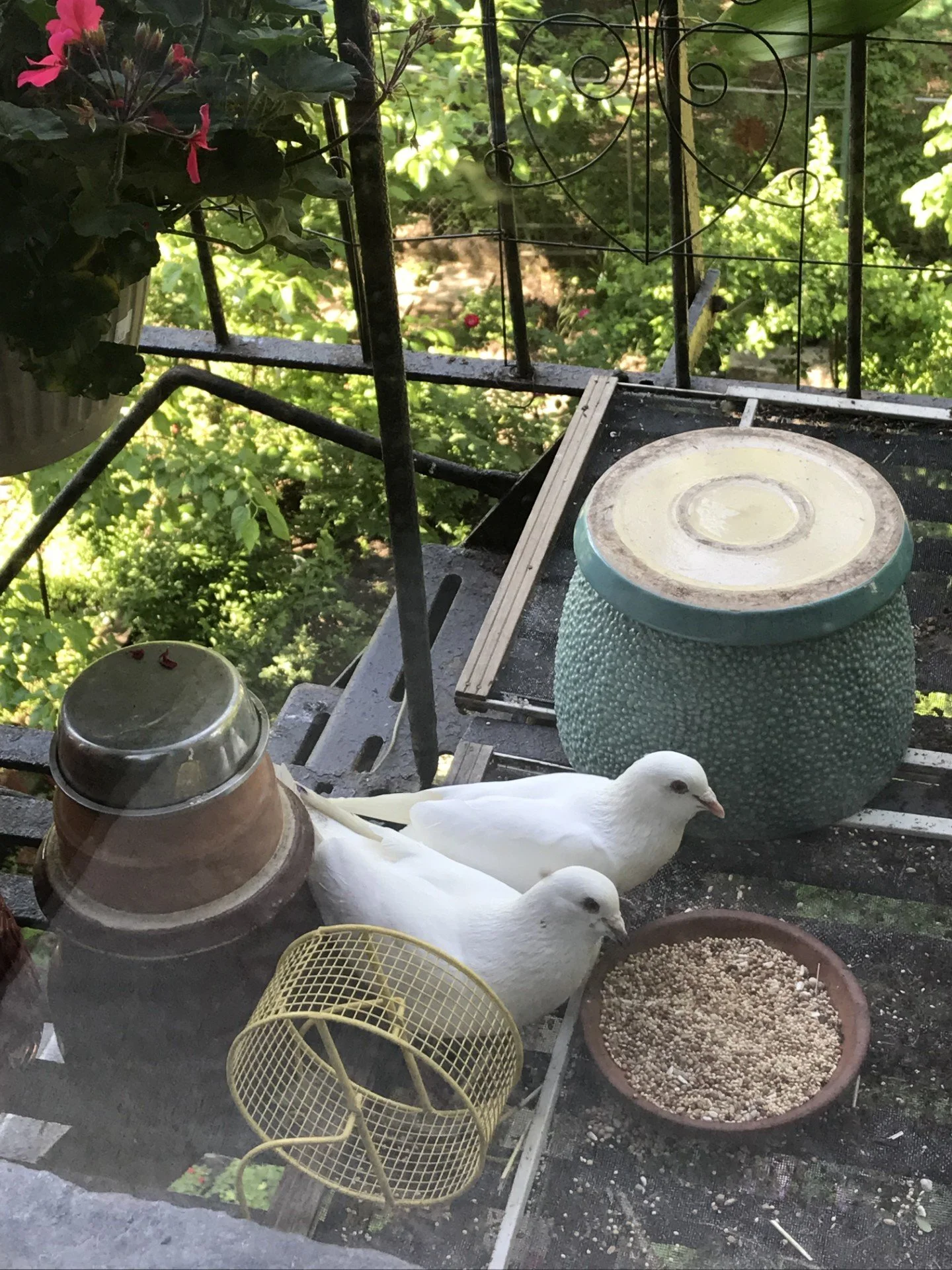 pair of doves on our fire escape - love birds.jpg