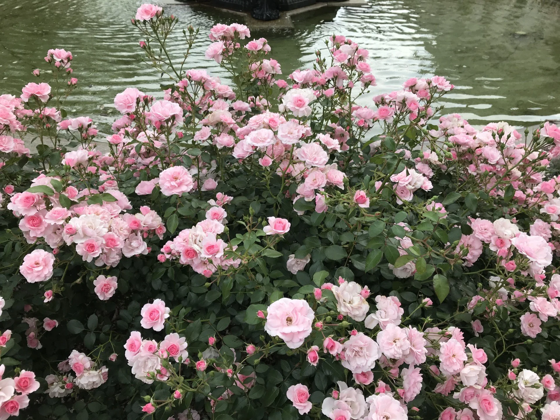 Courthouse Fountain Roses up close 6-2018.jpg