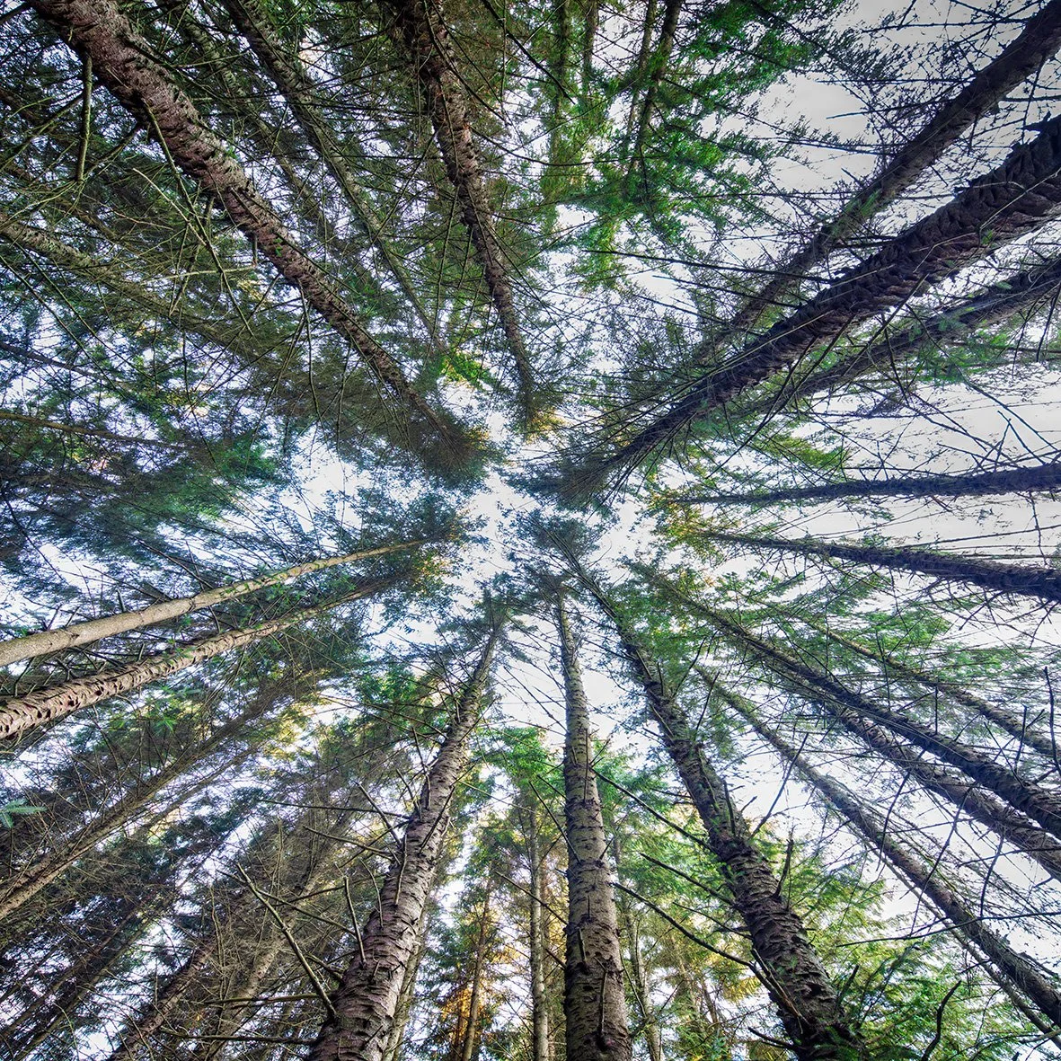 Looking up at tall pine trees in a forest with a partly cloudy sky above.