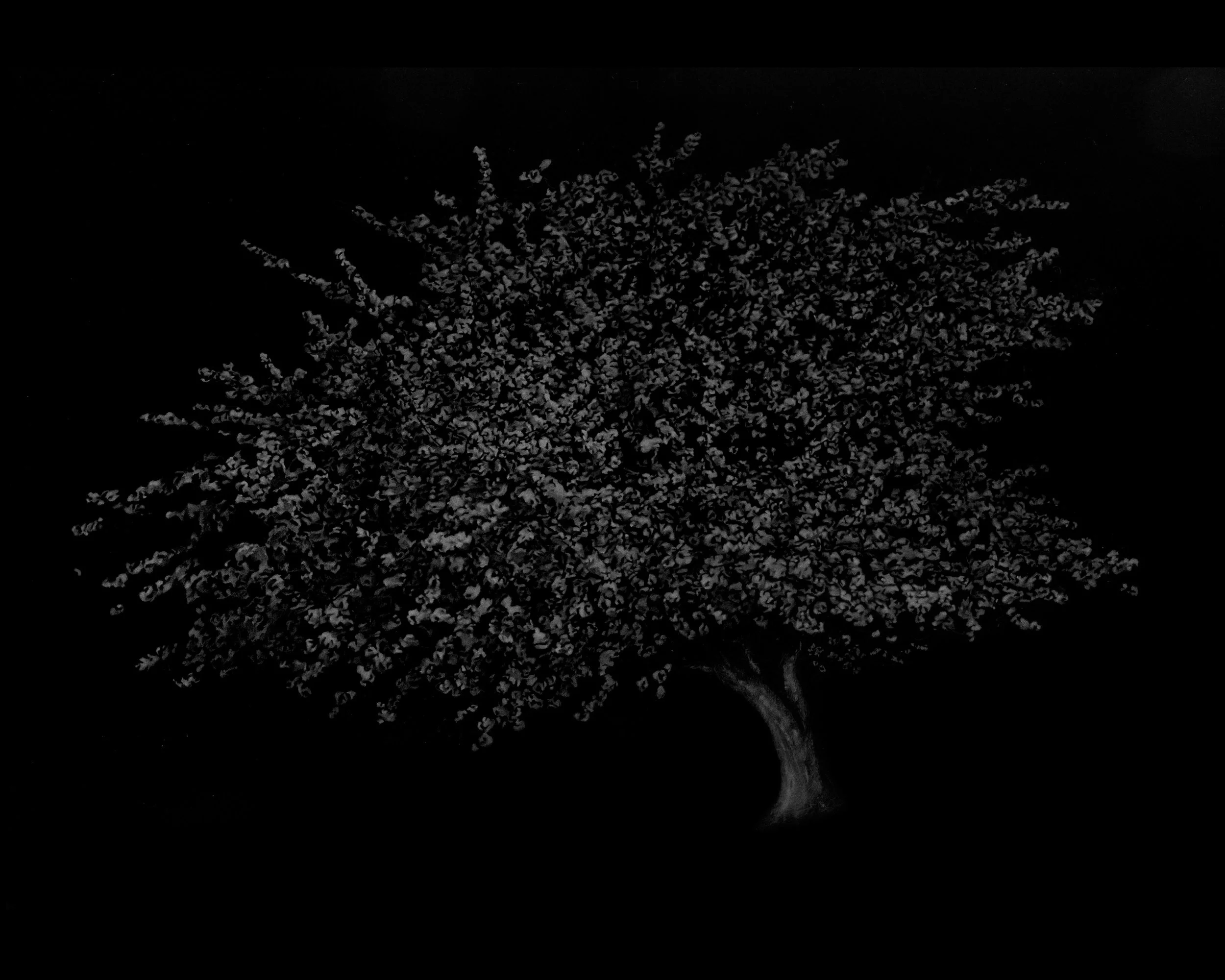 'Flower Sermon' 33 x 26.5cm
Giclée print edition of 5,
£2OO (unframed)