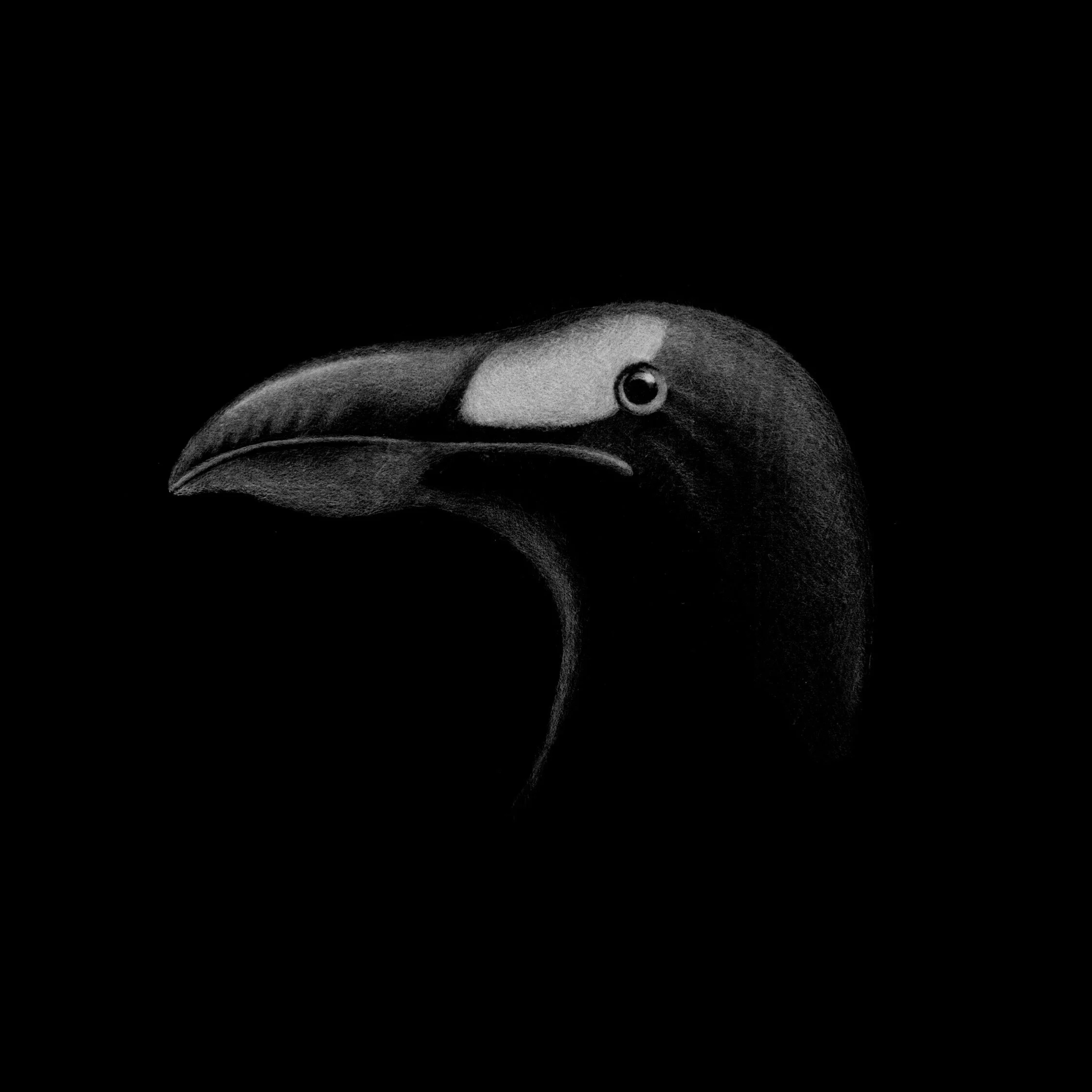 'Auk head' 22 x 23.5cm Giclée print | Open edition. £150 (unframed)