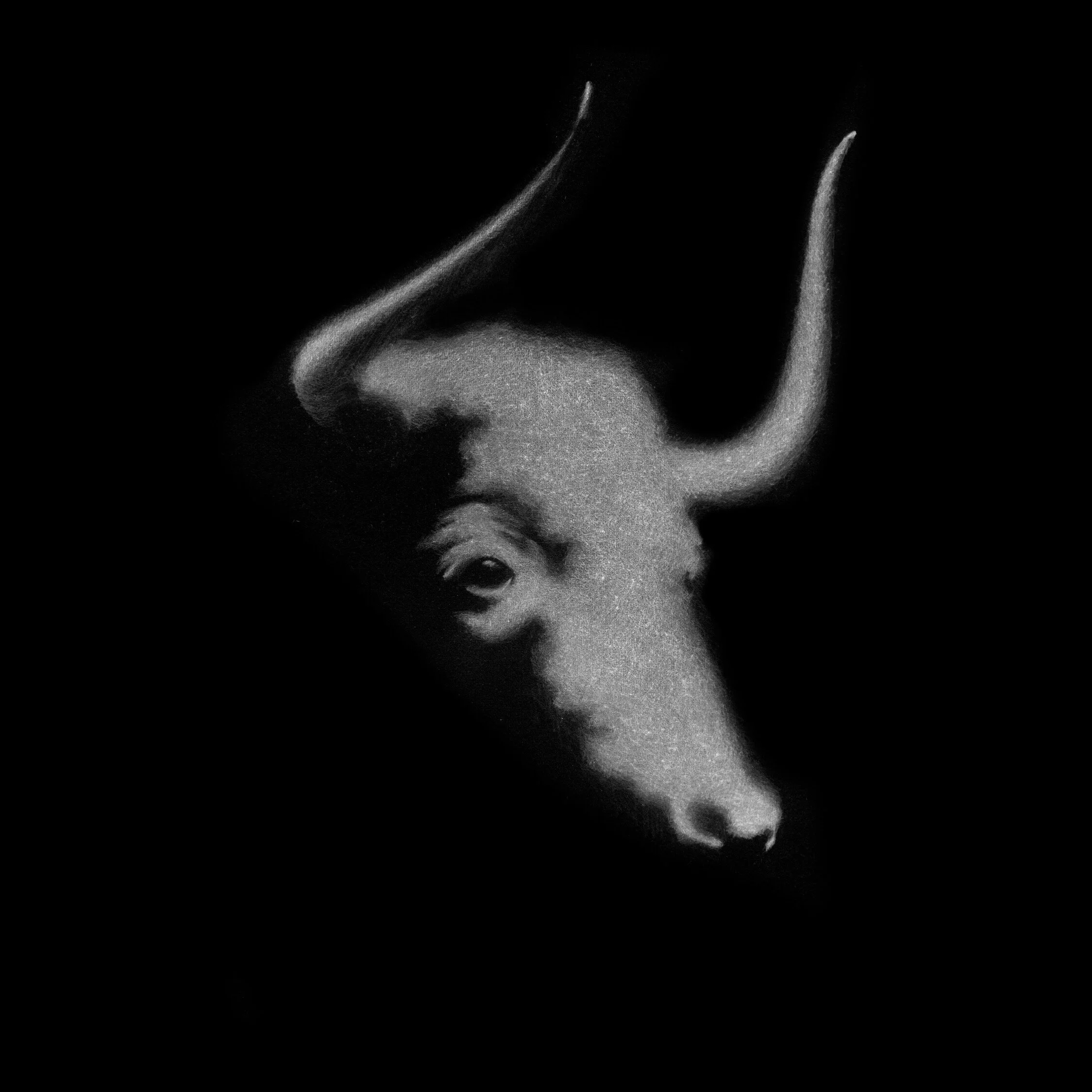 'Auroch head' 22 x 23.5cm Giclée print | Open edition. £150 (unframed)
