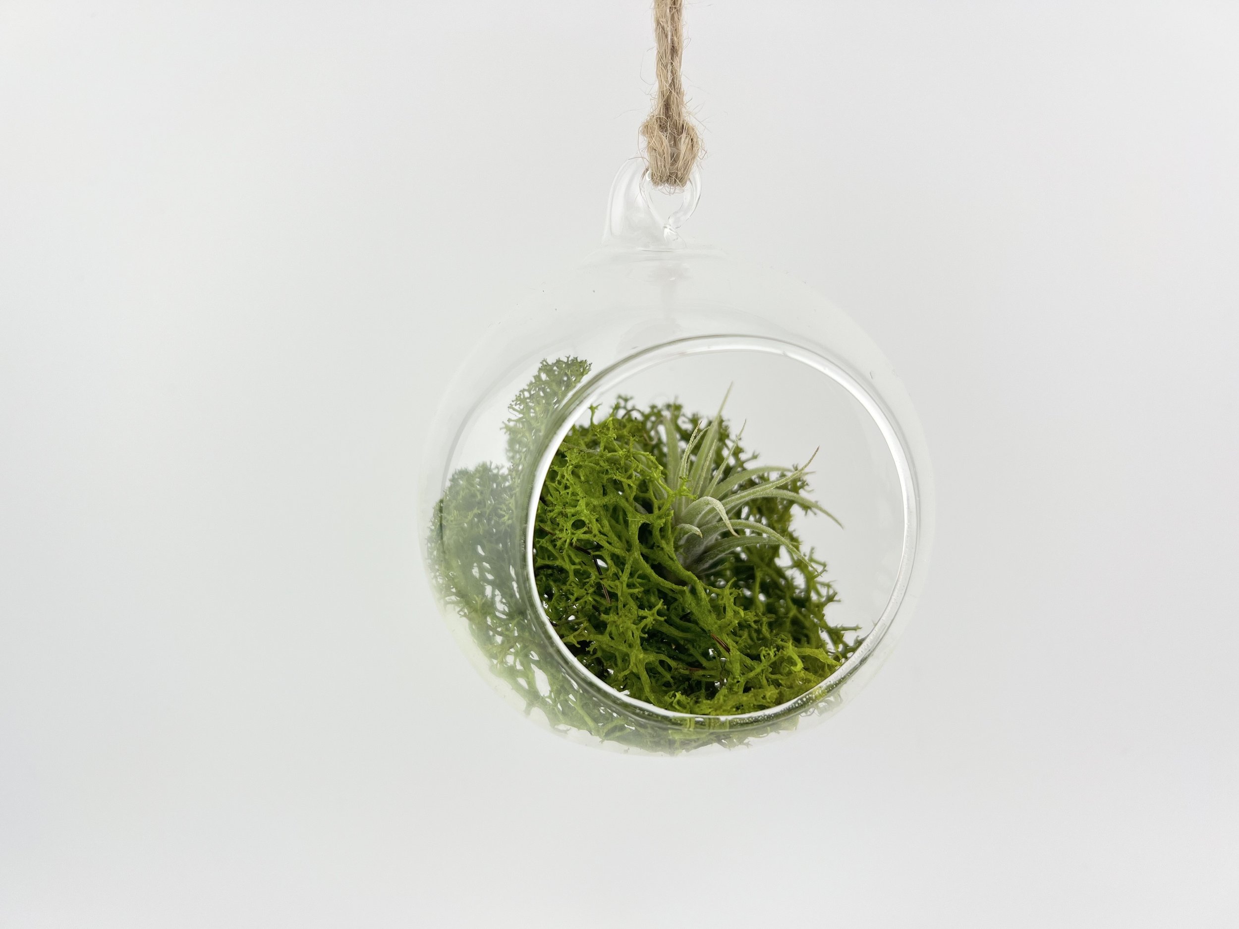 Terrarium 2.jpeg