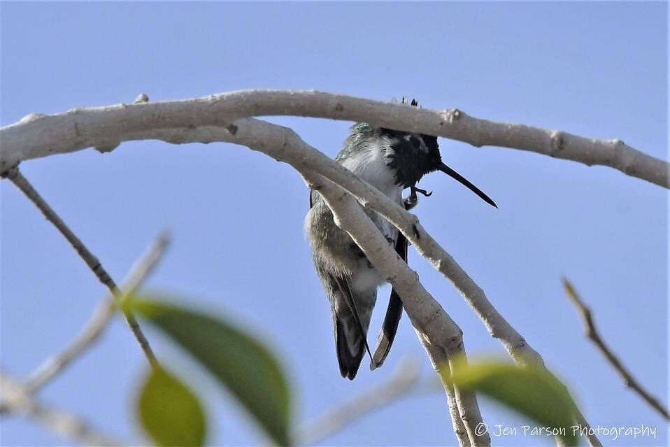 Having A Scratch! #annashummingbird #hummingbirdsofinstagram #birdsofinstagram #birdphotography #wildlifephotography #naturephotography #nikonphotography #nikond500