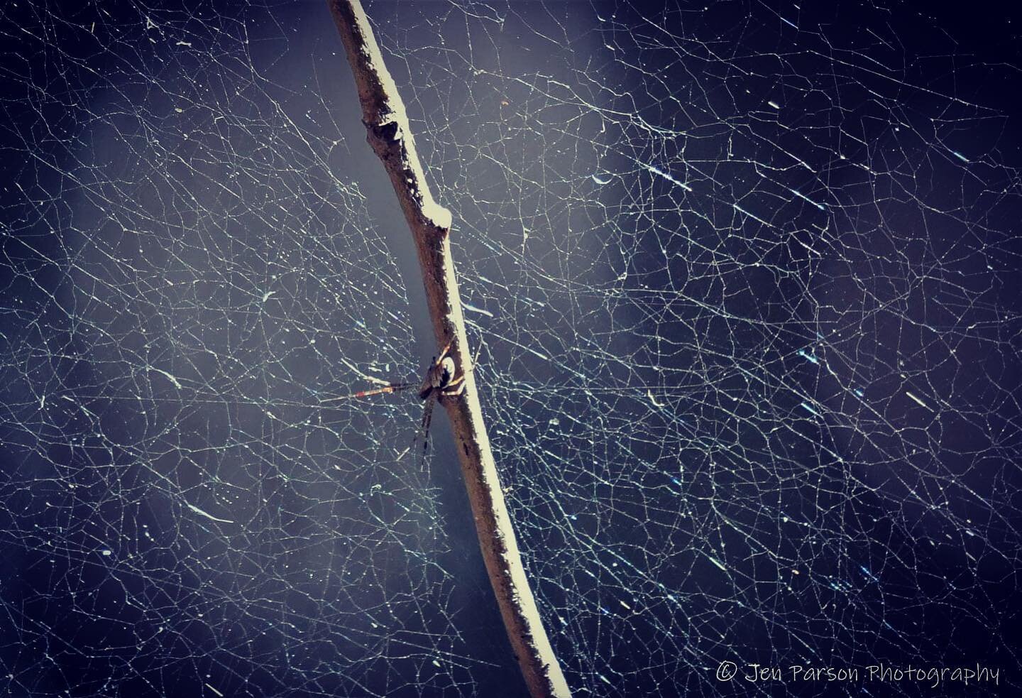 Work Work Spin Spin Weave Weave.  #spider #spidersofinstagram #naturephotography #nikon #nikond500