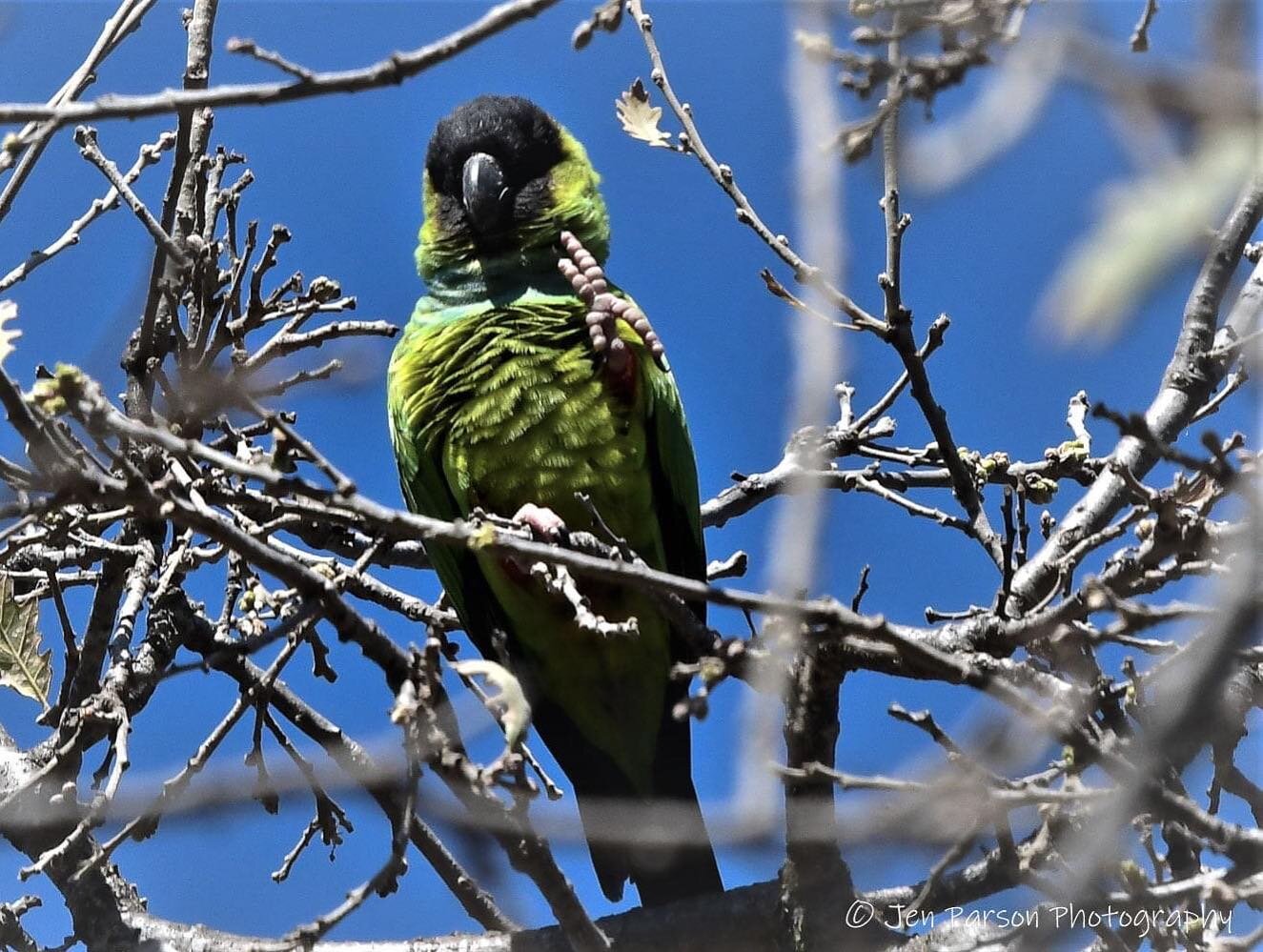 When a Nanday Parakeet throws you a peace sign from a tree, that&rsquo;s just some cool shit right there! 😊  These parakeets are native to South America but have been a growing population in Southern California for decades. This gorgeous one was in 