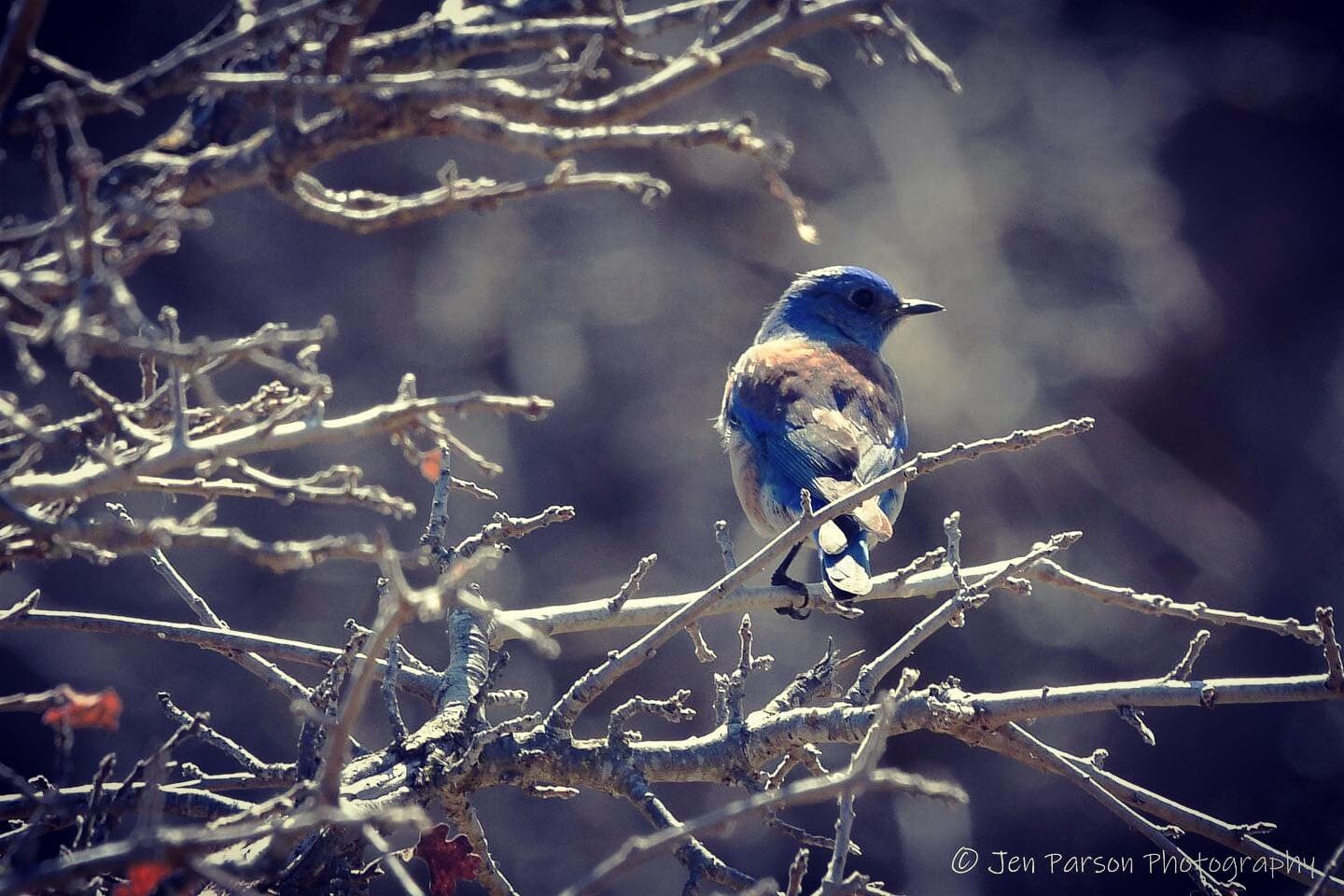 Western Bluebird #bluebirdsofinstagram #birdphotography #naturephotography #nikonphotography #nikond500