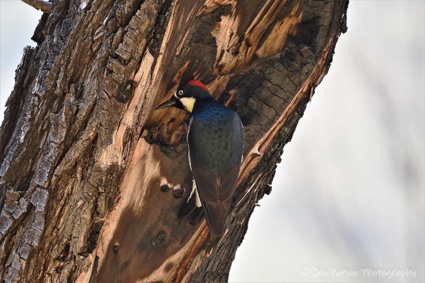 Can&rsquo;t leave without an appearance of my fave Woody! #acornwoodpecker #woodpeckersofinstagram #birdphotography #naturephotography #nikond500 #birdsofinstagram