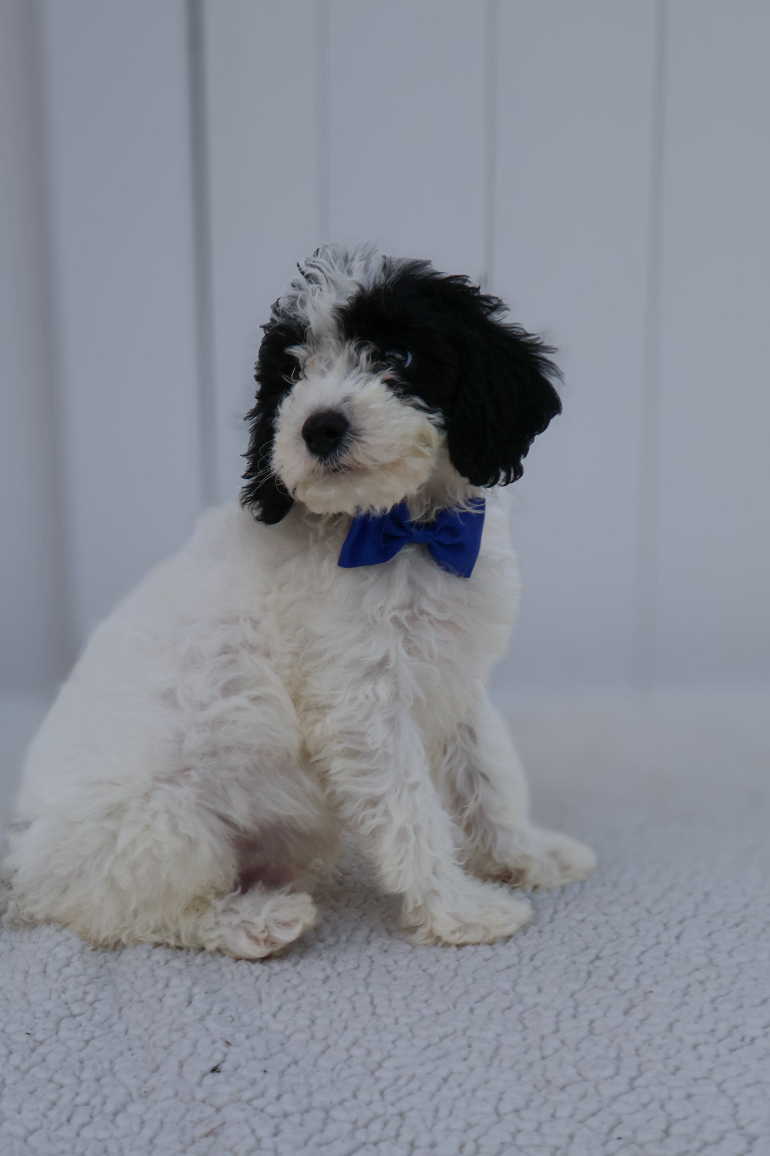 Panda F1BB Mini Cavapoo (Male)