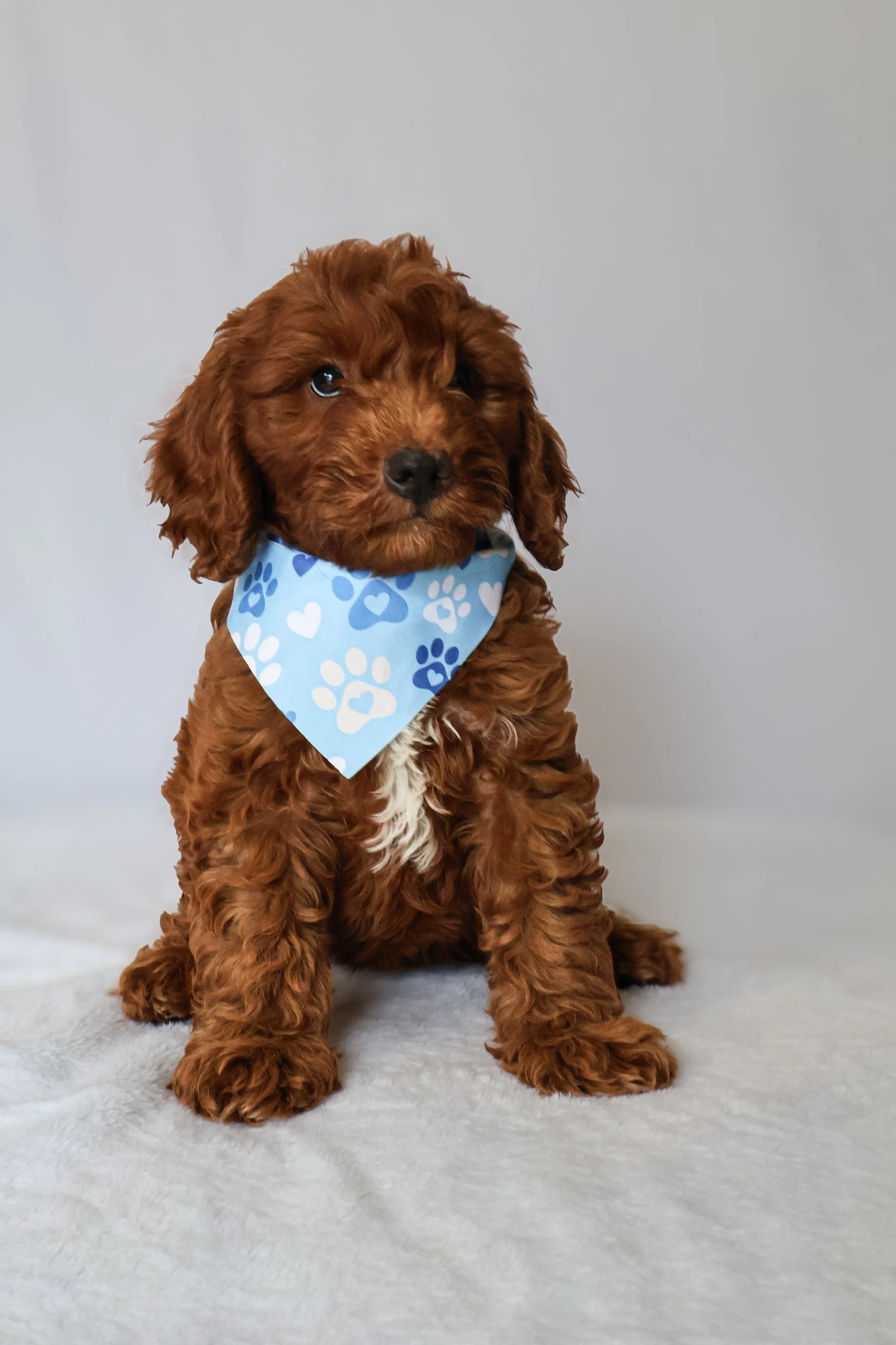 Milo - Male F1B Goldendoodle (Medium)