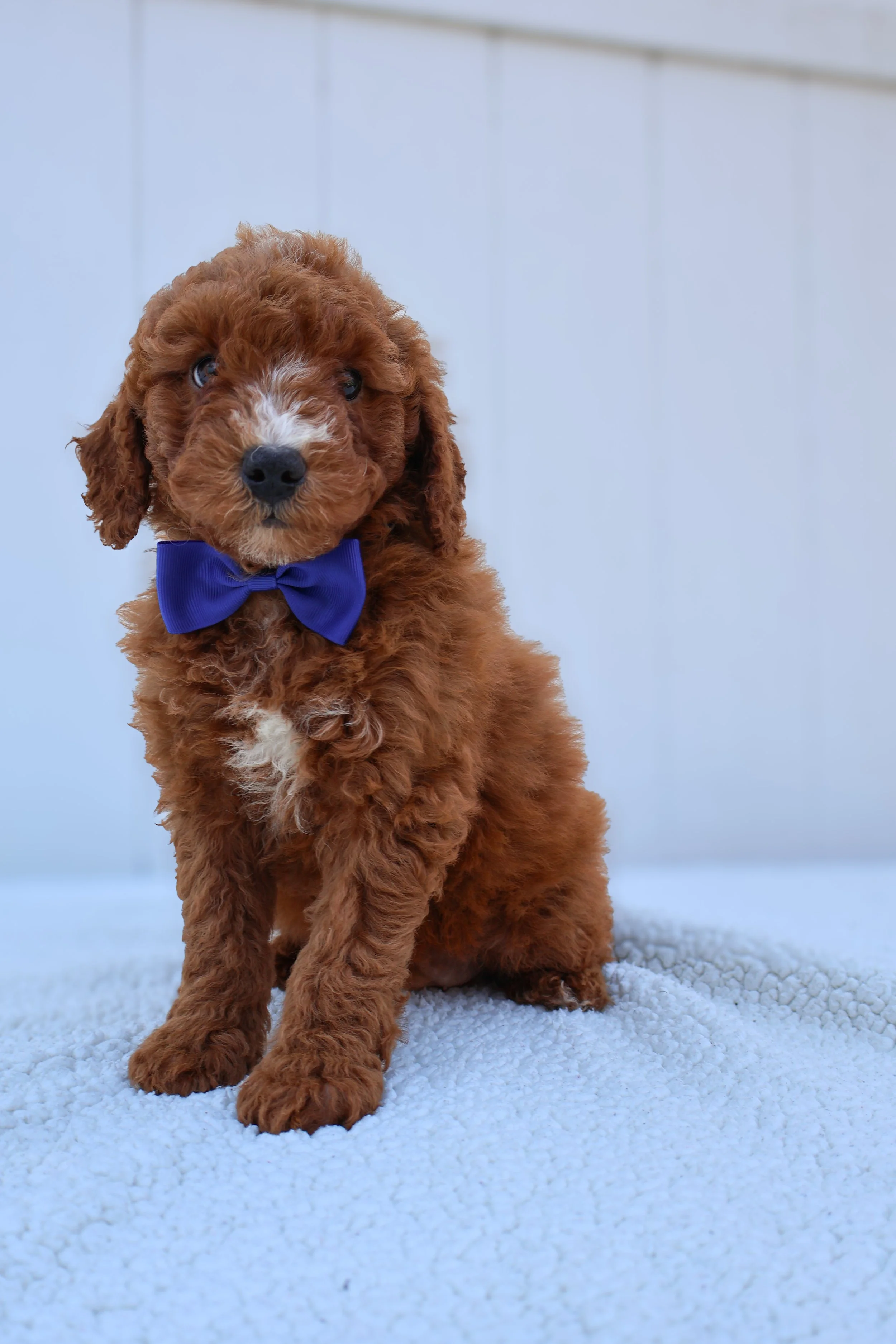 Copper – Male F1B Mini Goldendoodle