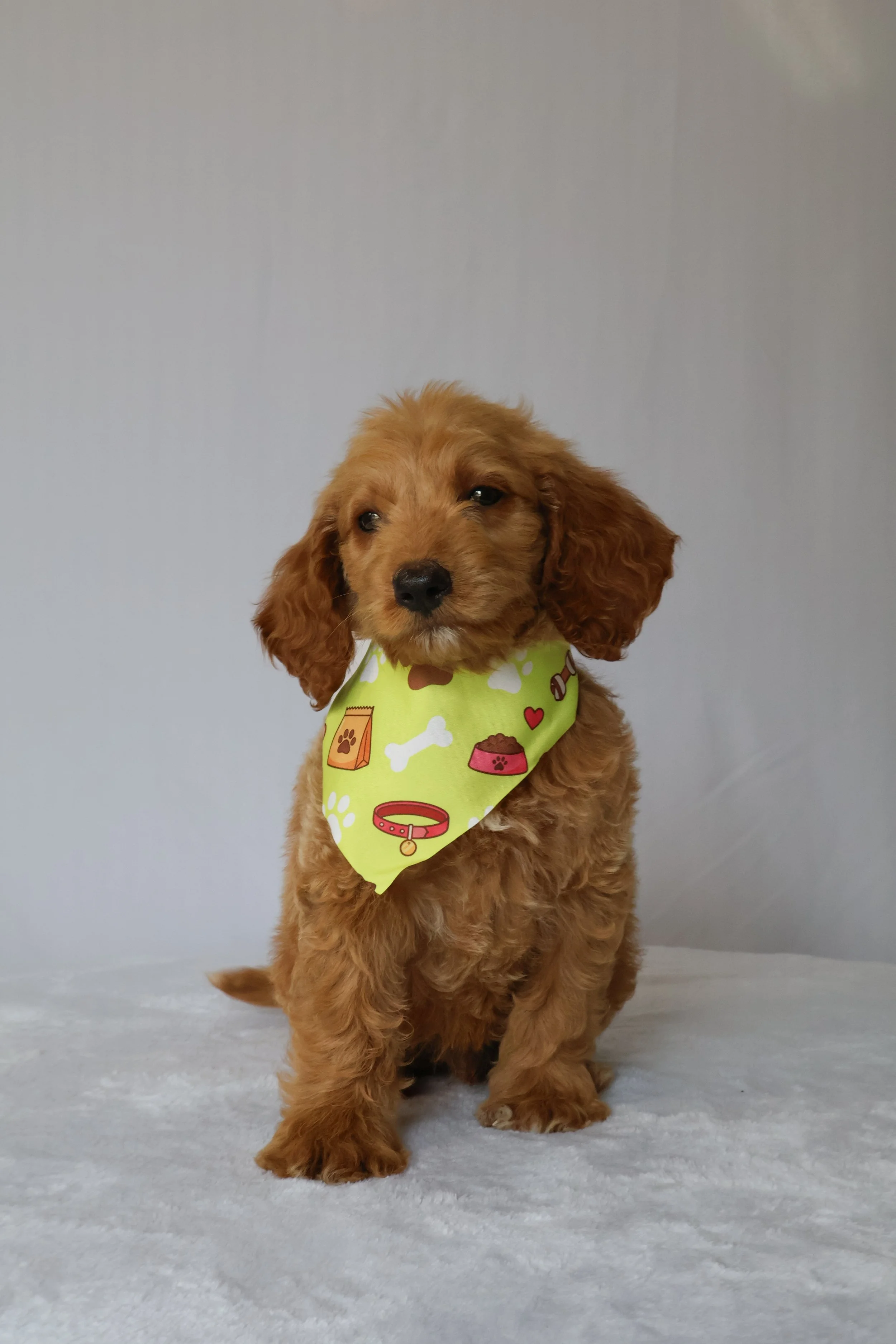 Charlie - Male F1B Medium Goldendoodle