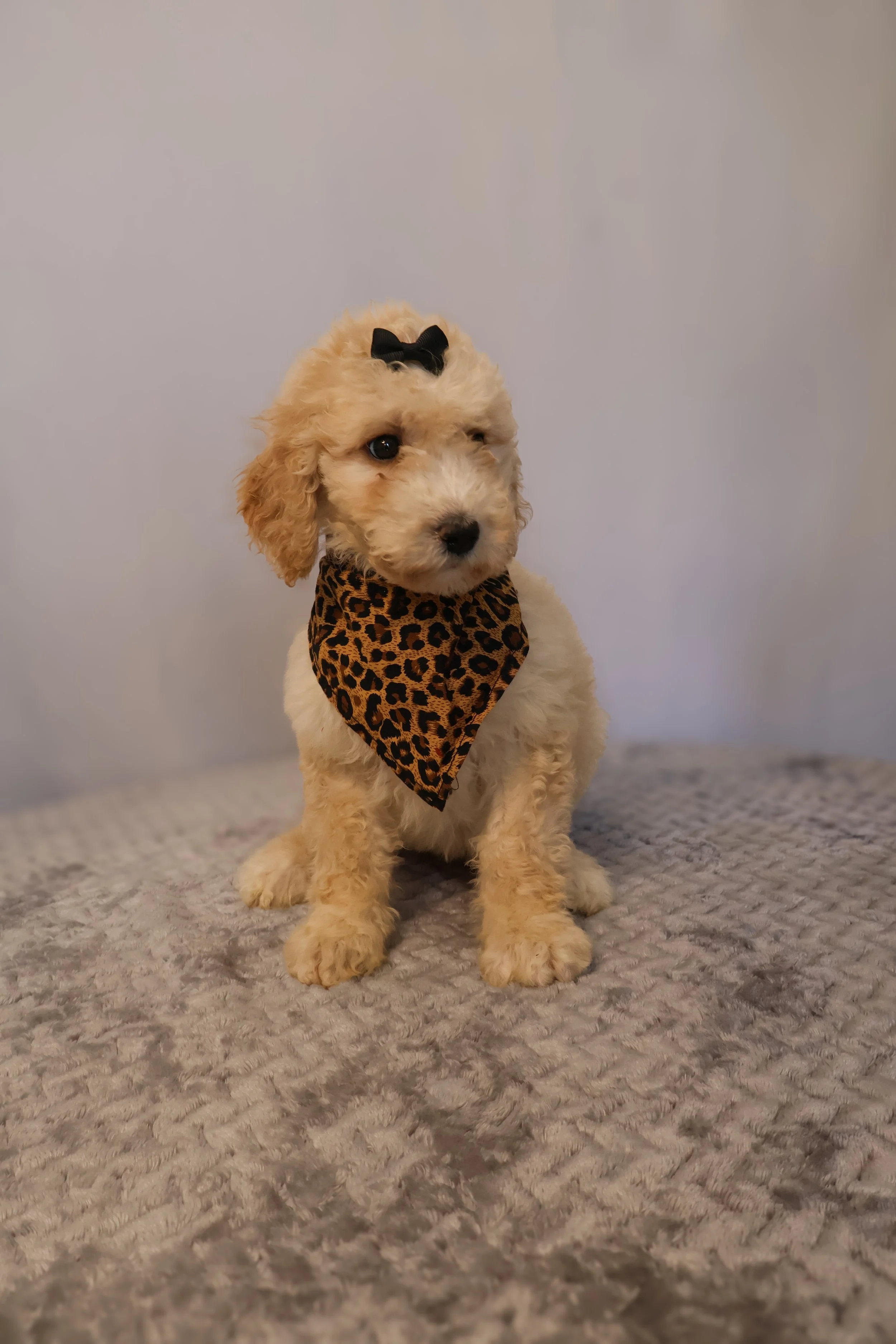 Rosie - Female F1B Standard
