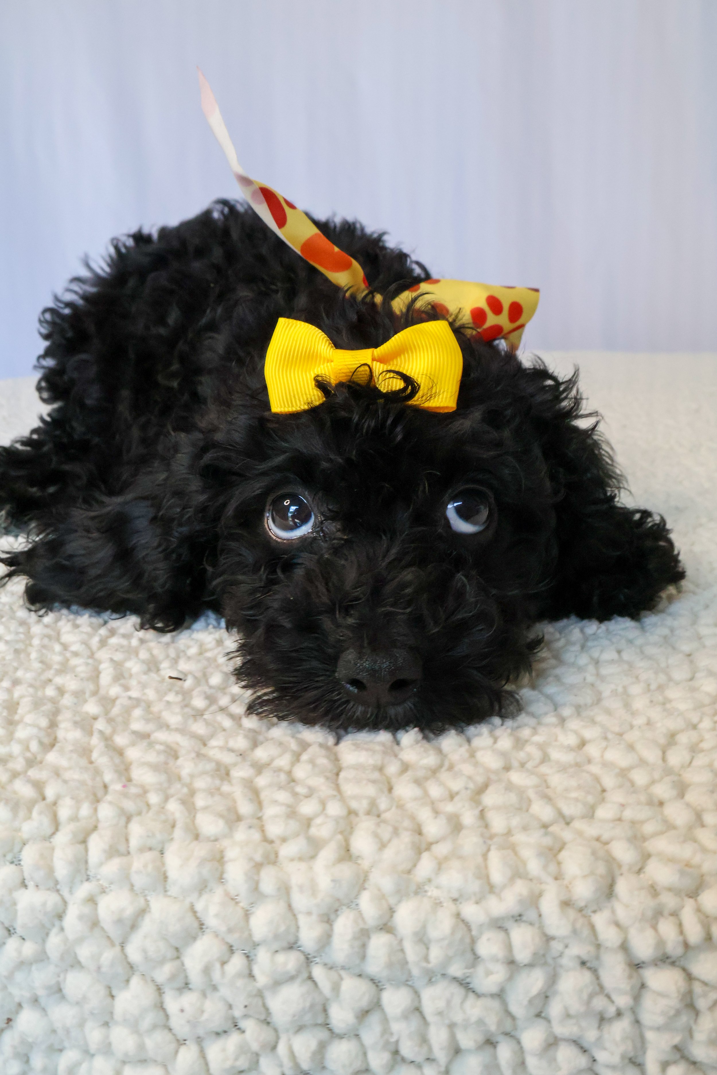 Stella F1BB Mini Cavapoo (Female)