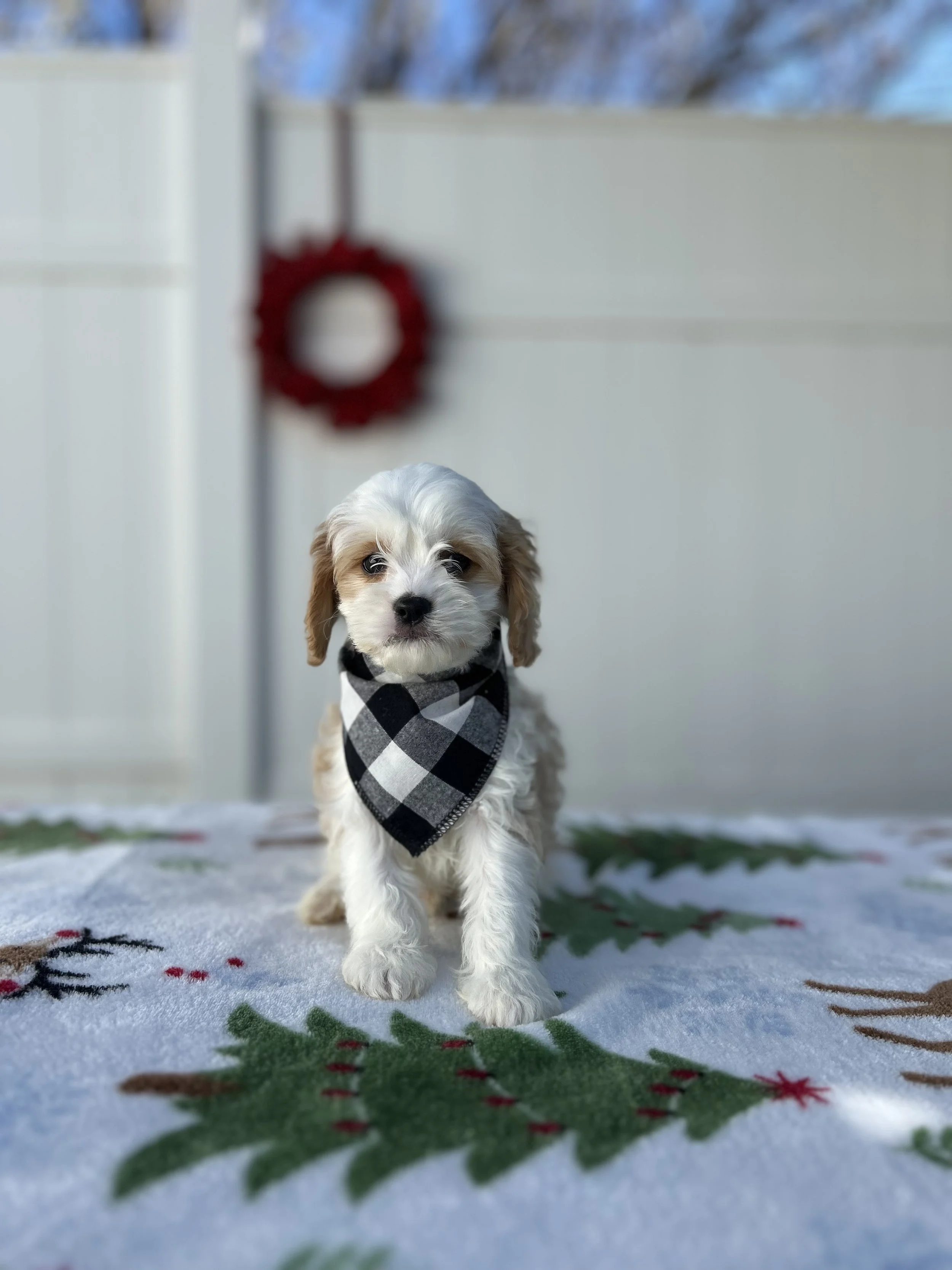 Teddy (Home with the lowery family)