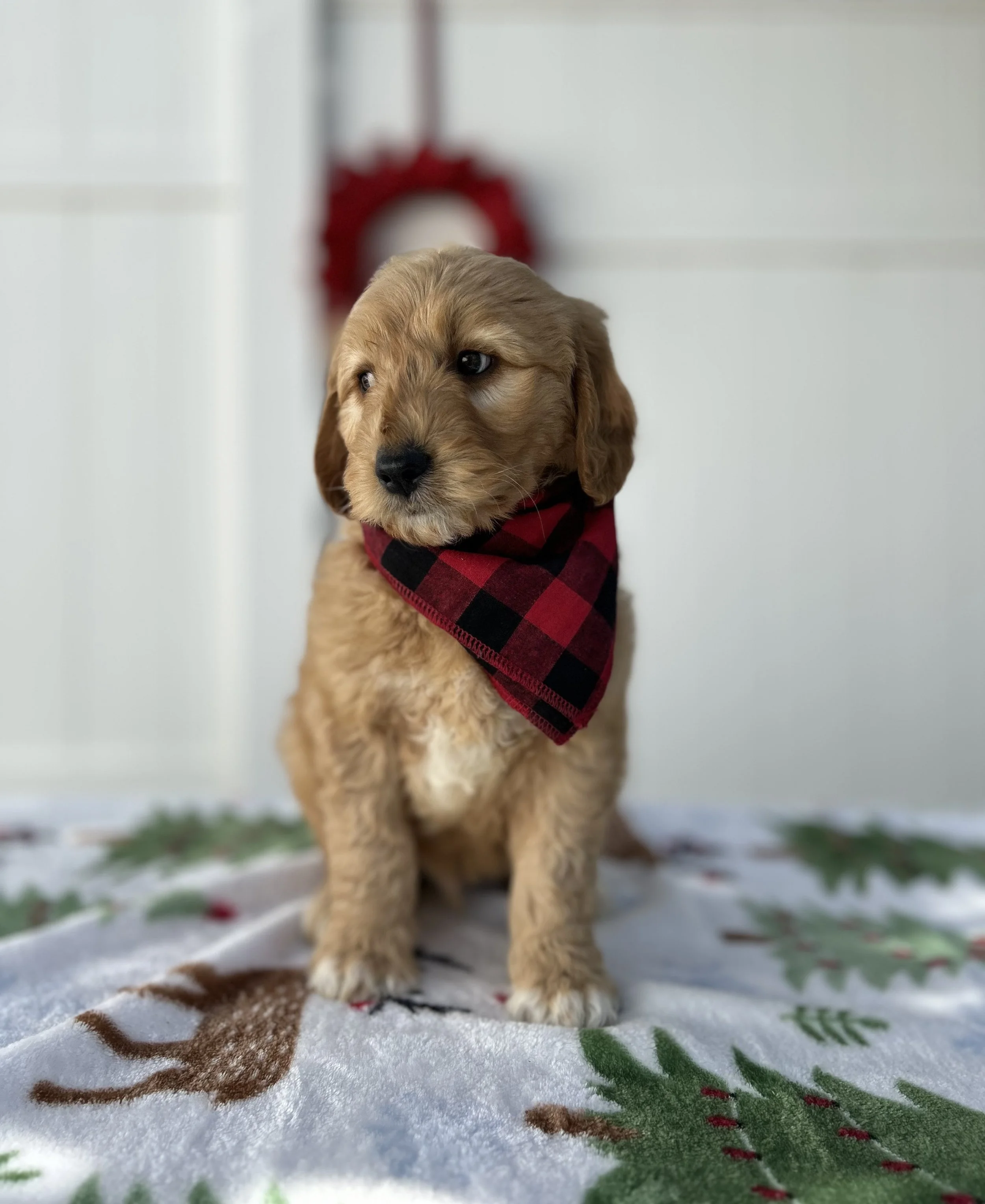 Comet F1 Standard Goldendoodle (M)