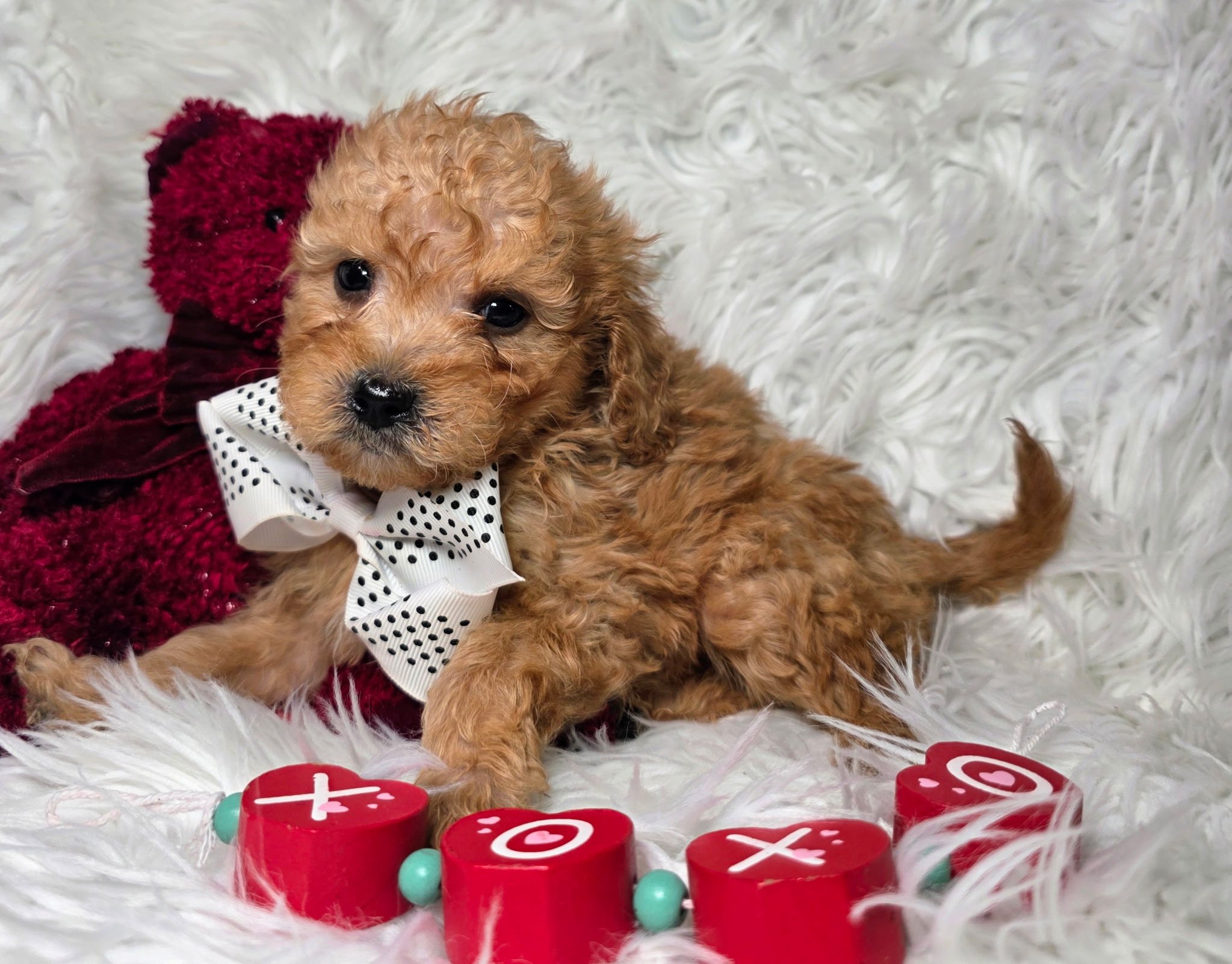 (M) Benny Mini F1BB Goldendoodle