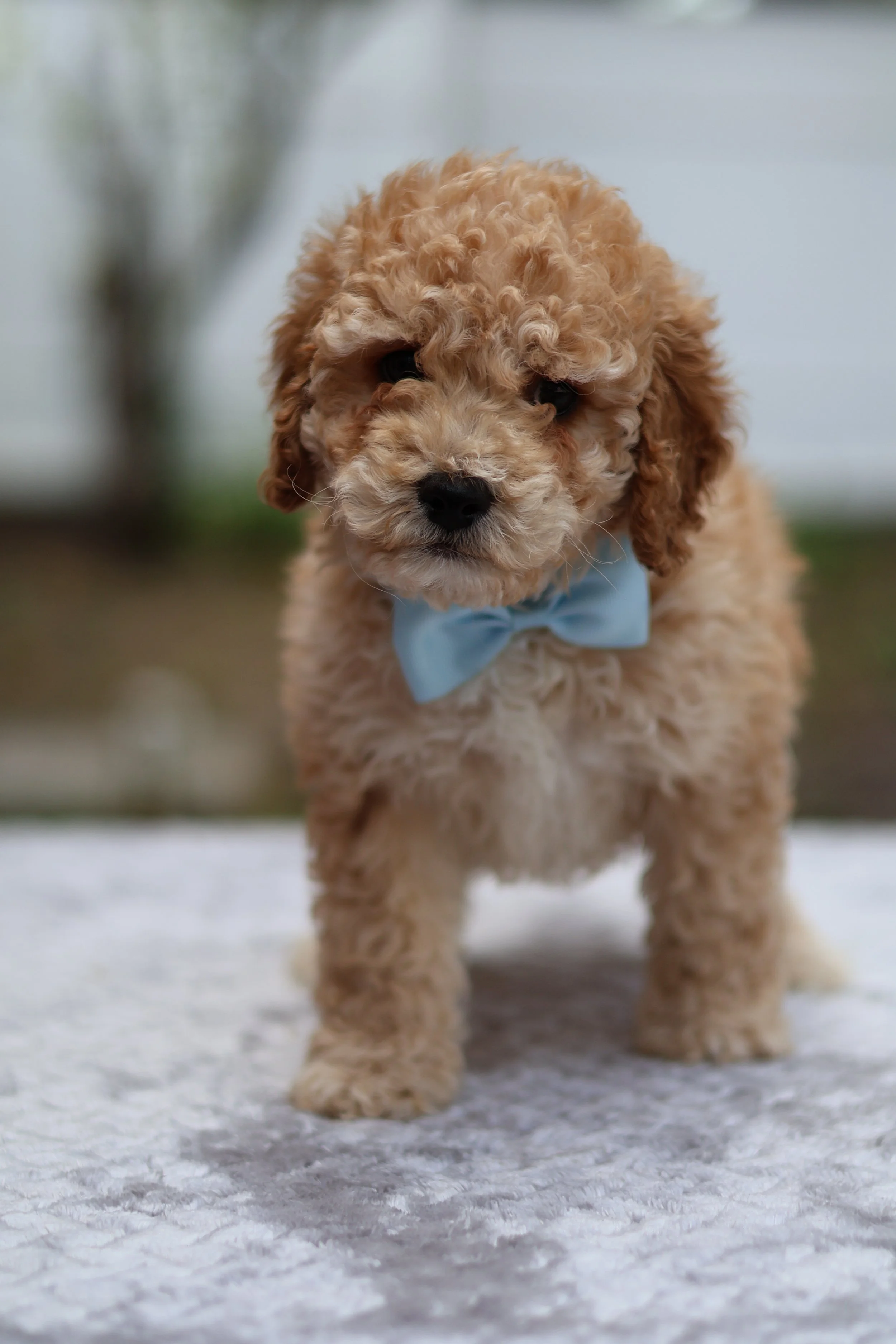 IMG_4541.jpeg (Copy) (Copy) (Copy)