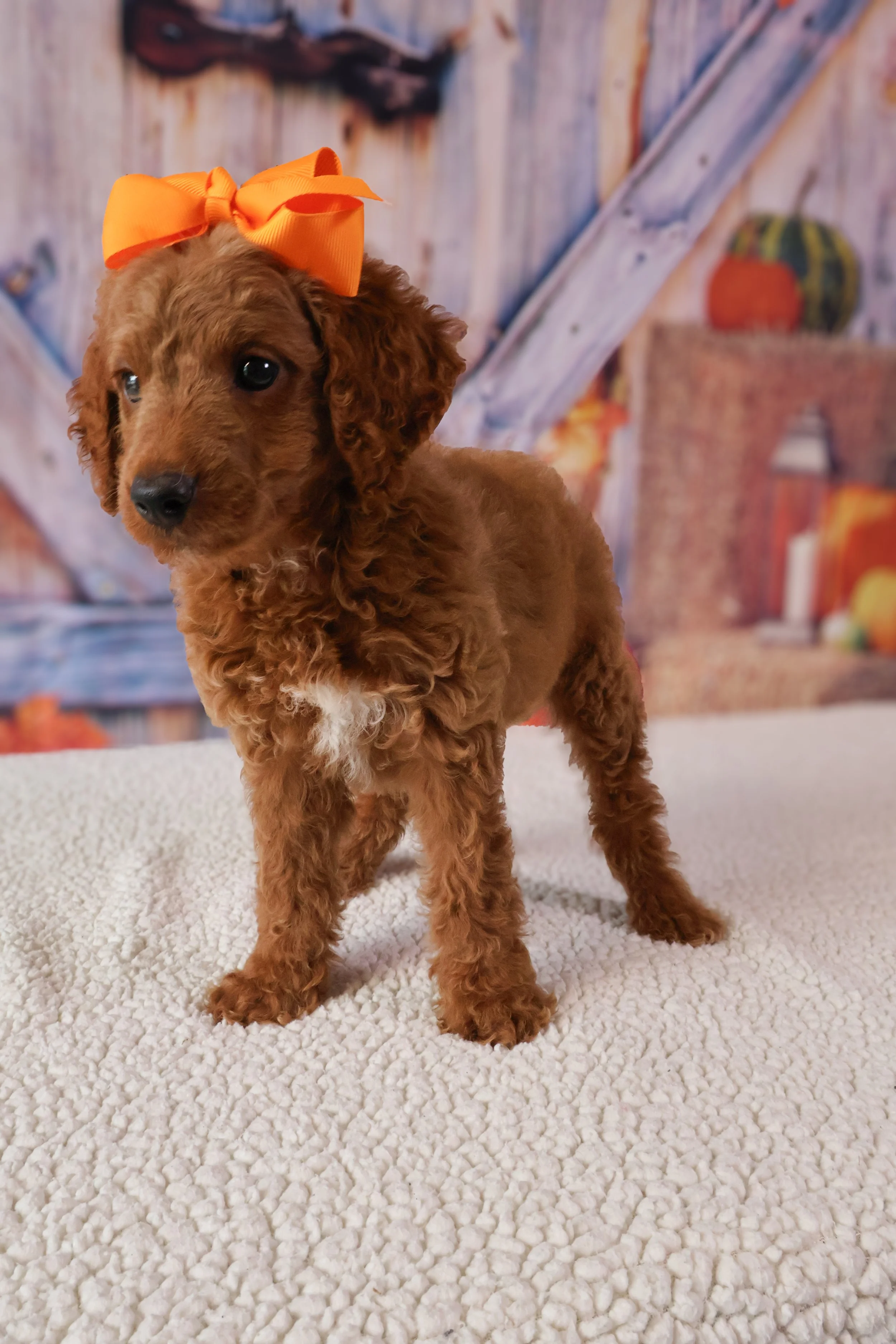 Belle – F1B Mini Goldendoodle (Female)