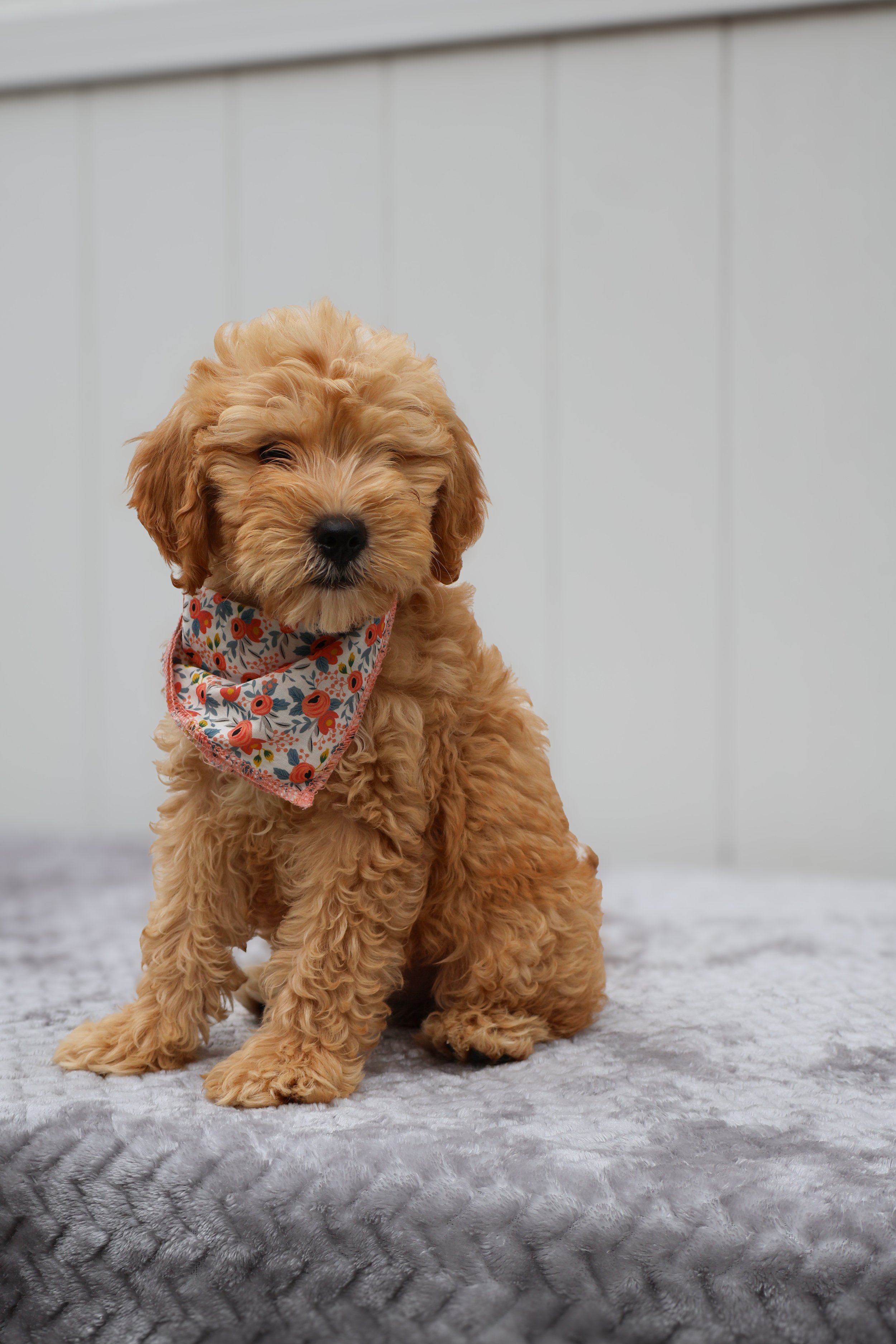 Gracie - Female F1B Standard Goldendoodle