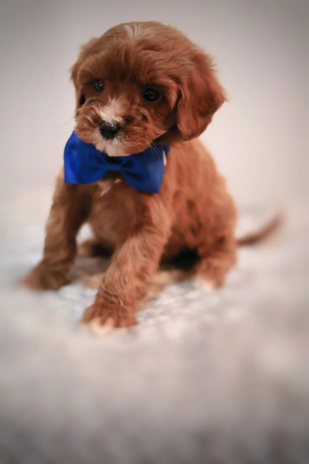 Cavapoo breeder Winter Garden Florida 34787