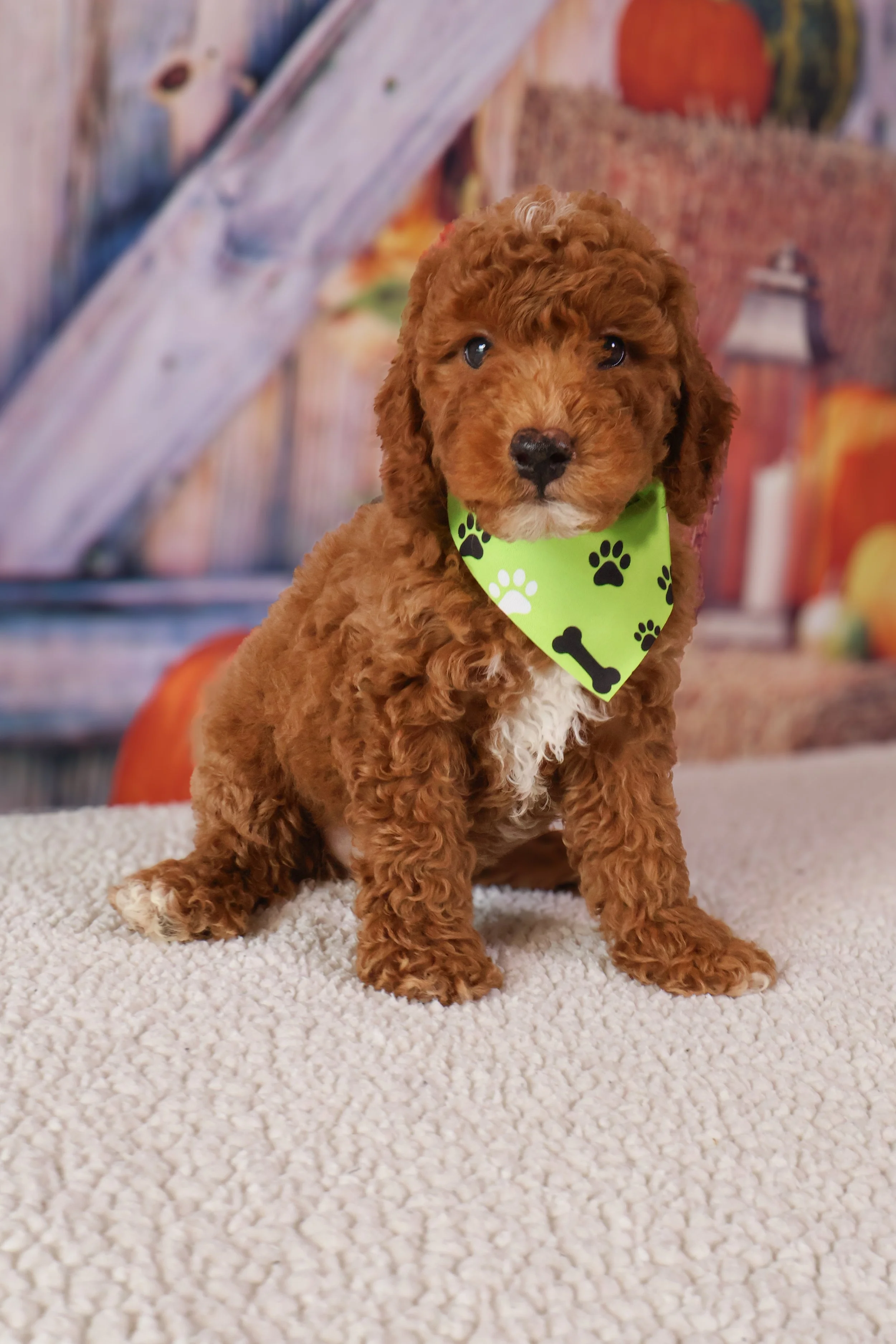 Flynn  – F1B Mini Goldendoodle (Male)