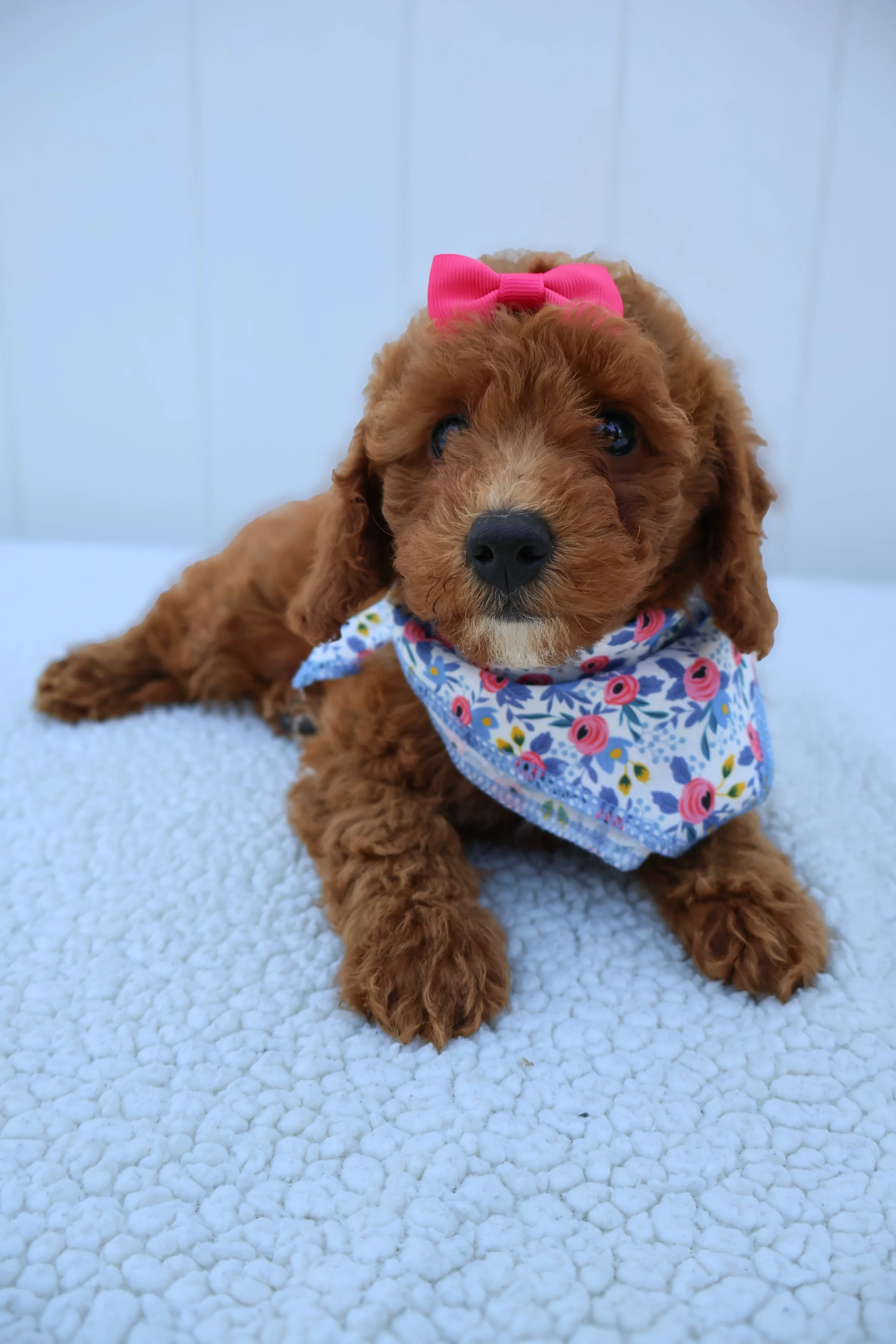Maddi – Female F1B Mini Goldendoodle