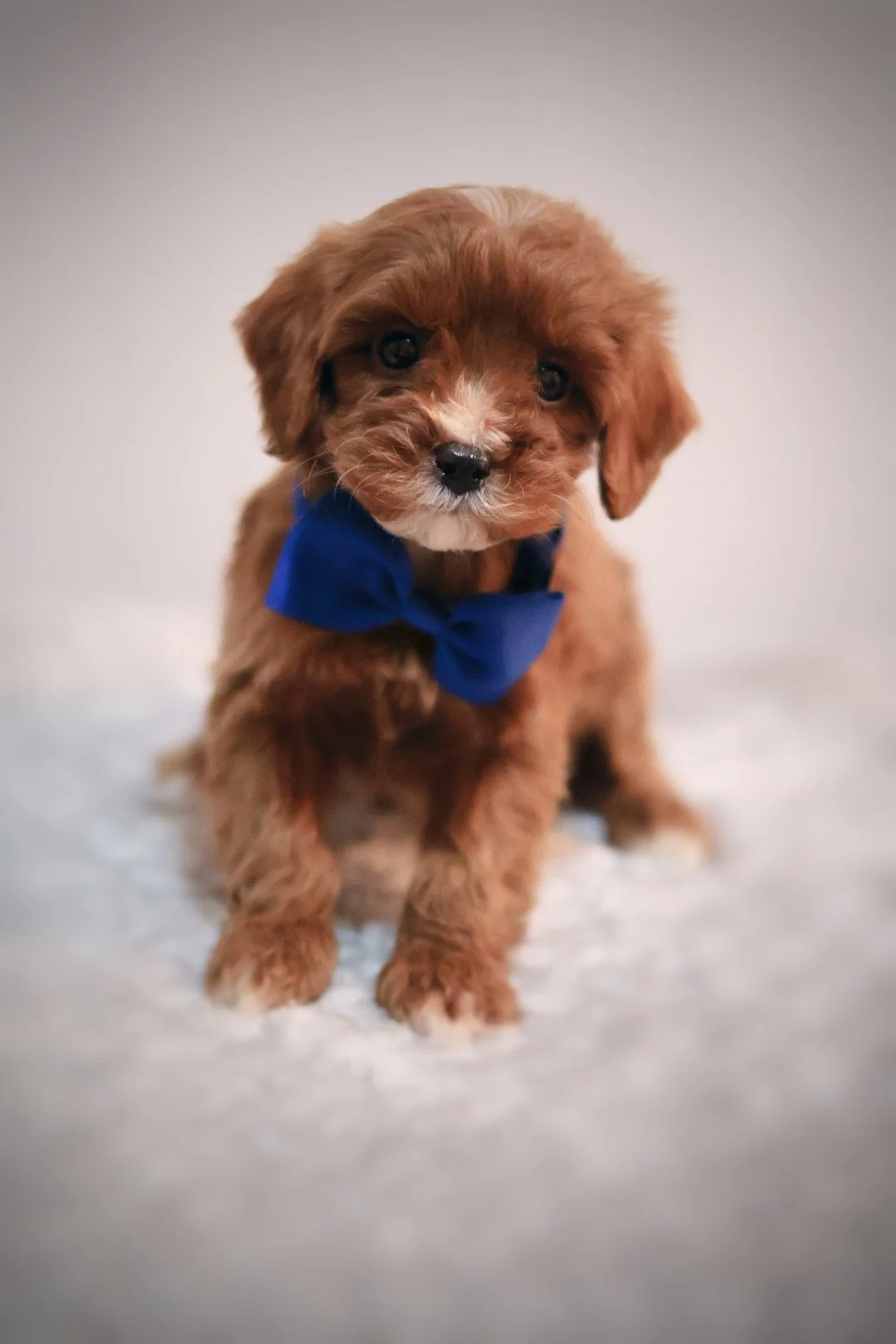 Cavapoo for sale Sanford Florida 32771