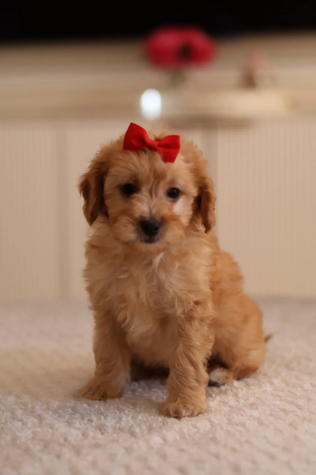 (F) Alana Mini F1BB Goldendoodle