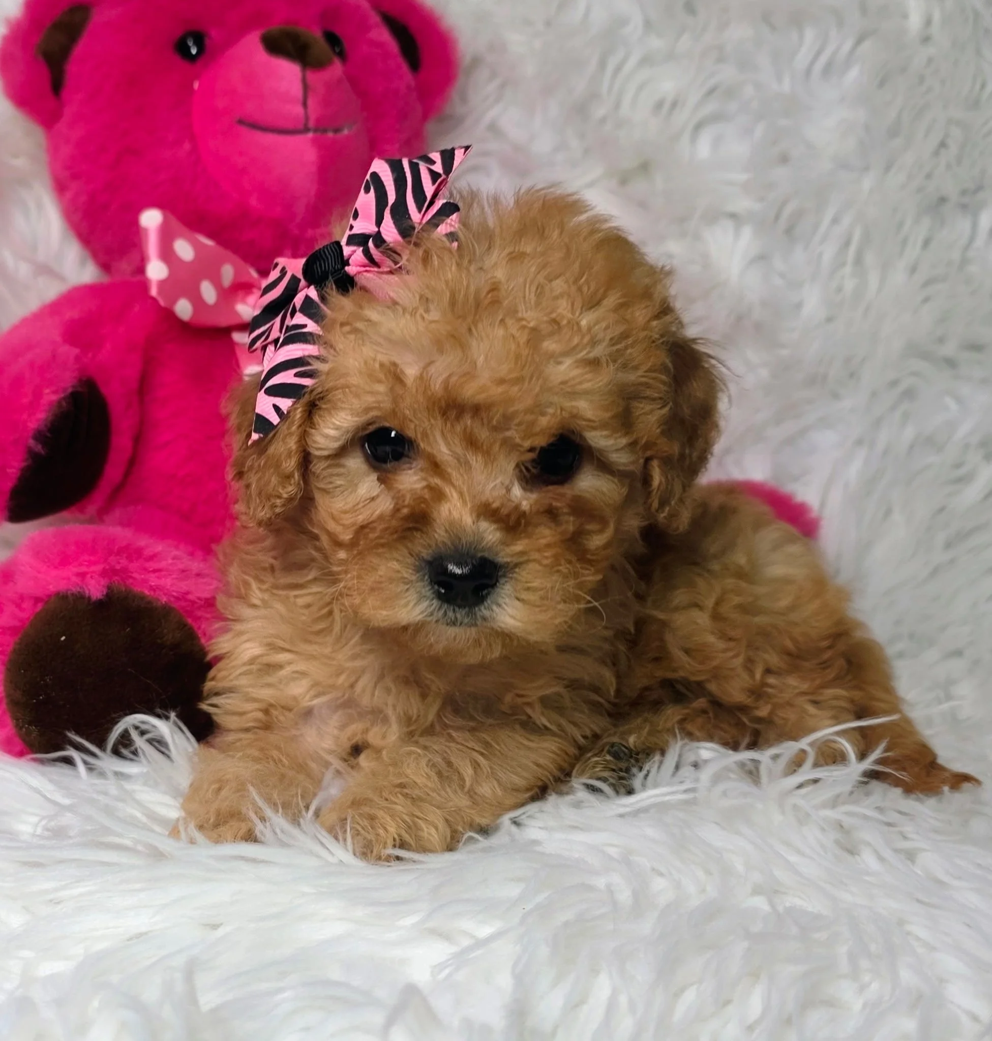 (F) Rosie Mini F1BB Goldendoodle