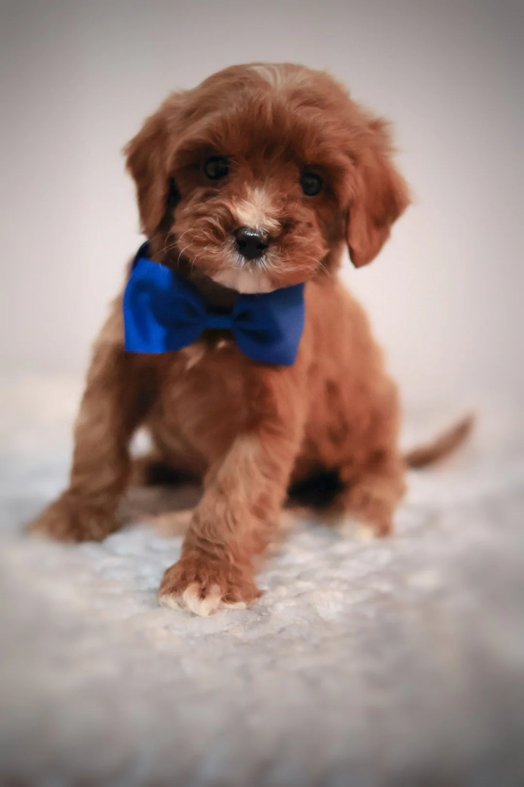 Cavapoo puppies Deltona Florida 32725